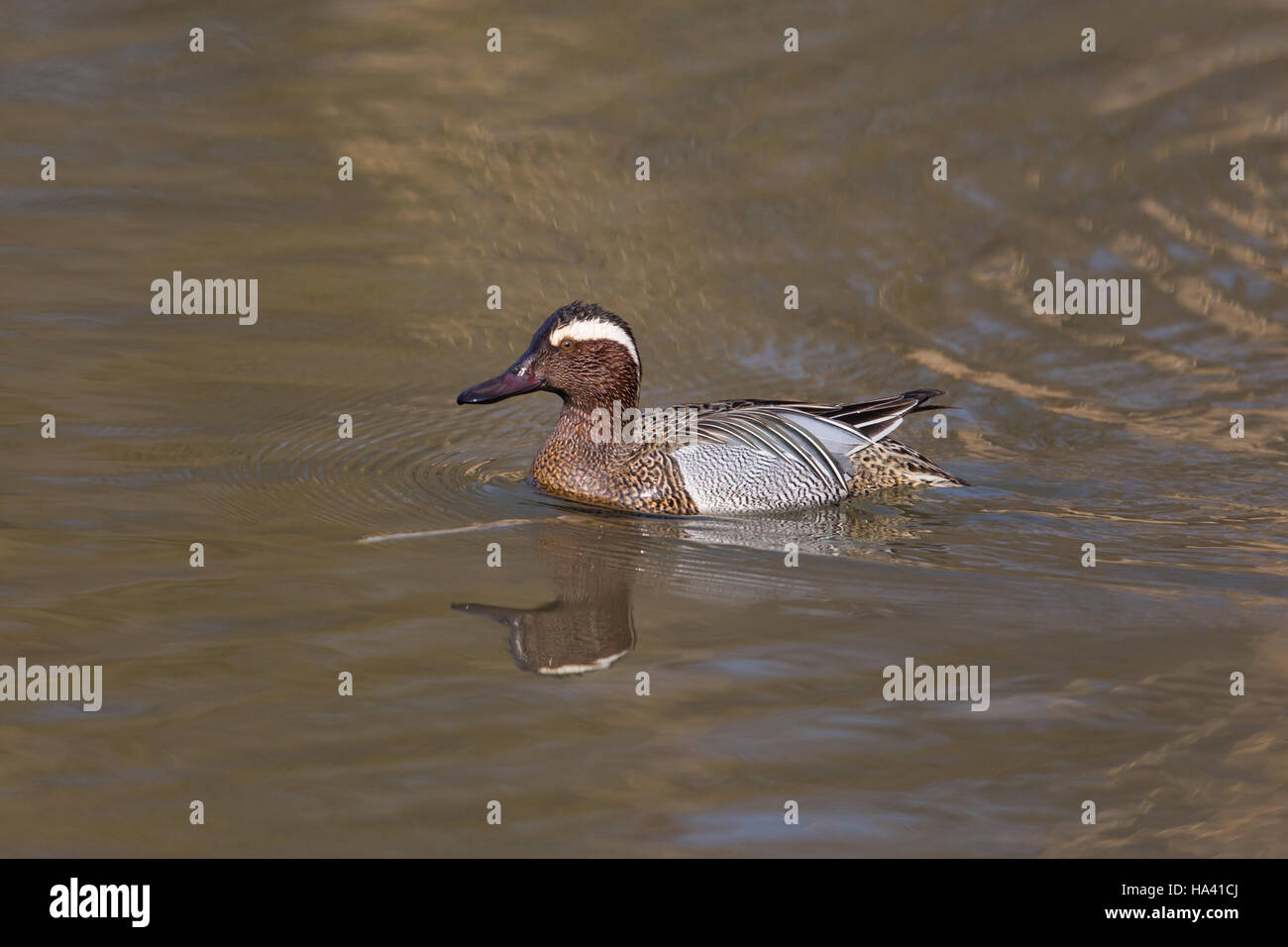 gespiegelte männlichen Garganey Ente (Anas Querquedula) schwimmen Stockfoto