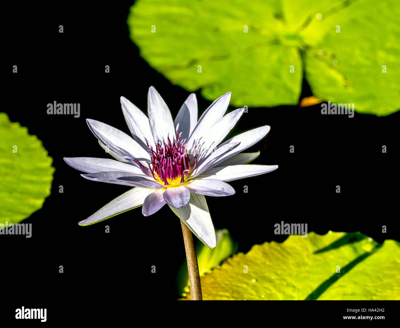 Nymphaeaceae ist eine Familie von blühenden Pflanzen. Die Mitglieder dieser Familie sind gemeinhin als Seerosen und Leben als Rhizomartige aquatische Kräuter in Tempera Stockfoto