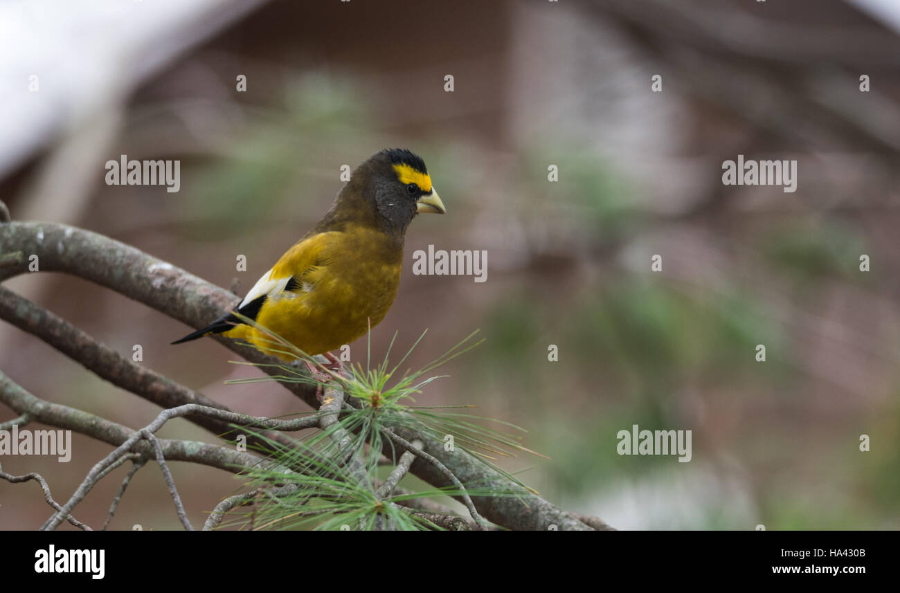 Gelb, schwarz & weiß gefärbt Abend Kernbeißer (Coccothraustes Vespertinus) auf einem Ast. Stockfoto