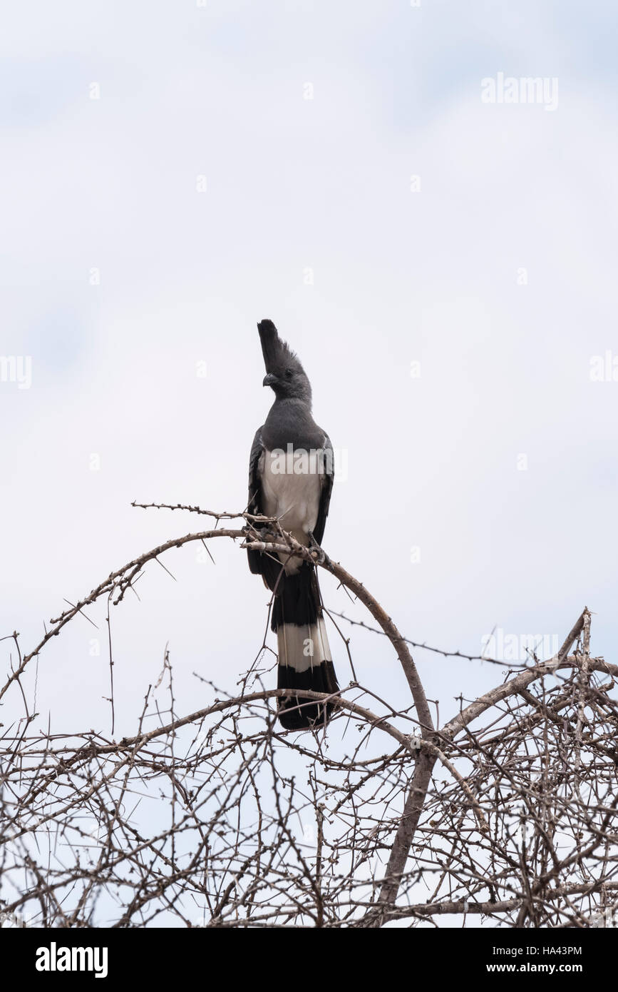 Ein weiße Bellied Go Away Vogel sitzend in einem Baum Stockfoto