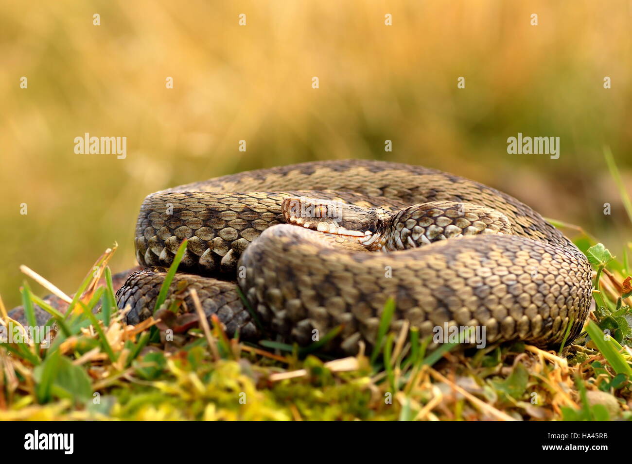 Europäische gekreuzten Kreuzotter Aalen auf Bergwiese (Vipera Berus, weiblich) Stockfoto