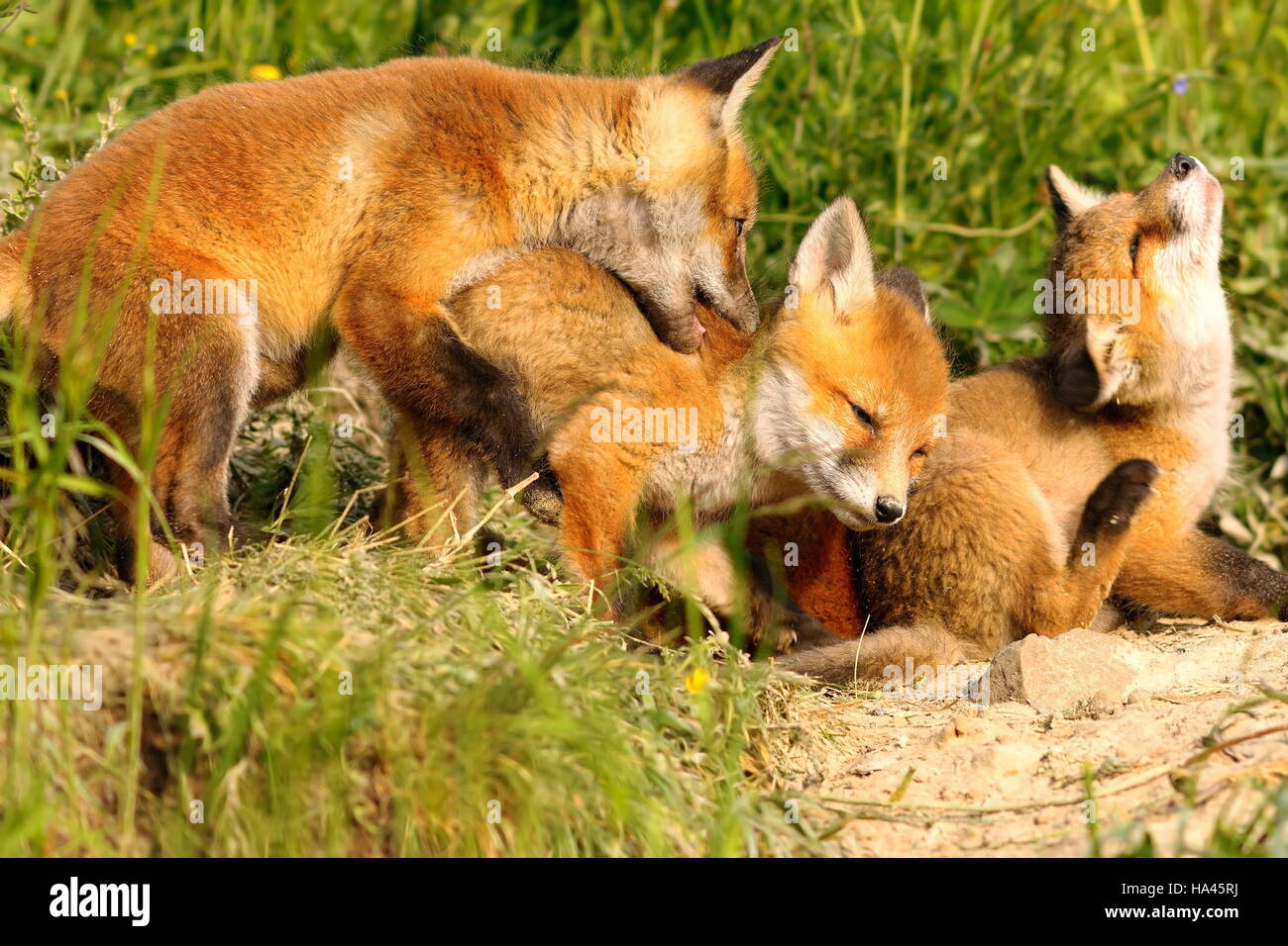 Familie von Rotfüchsen spielen in der Nähe der Höhle niedlich glücklich Cubs (Vulpes) Stockfoto