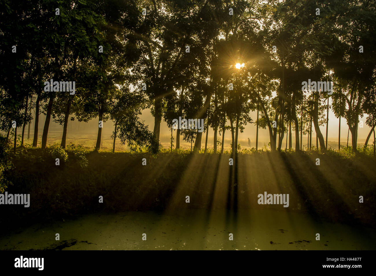 Goldener Morgen Jamalpur, Bangladesch Stockfoto