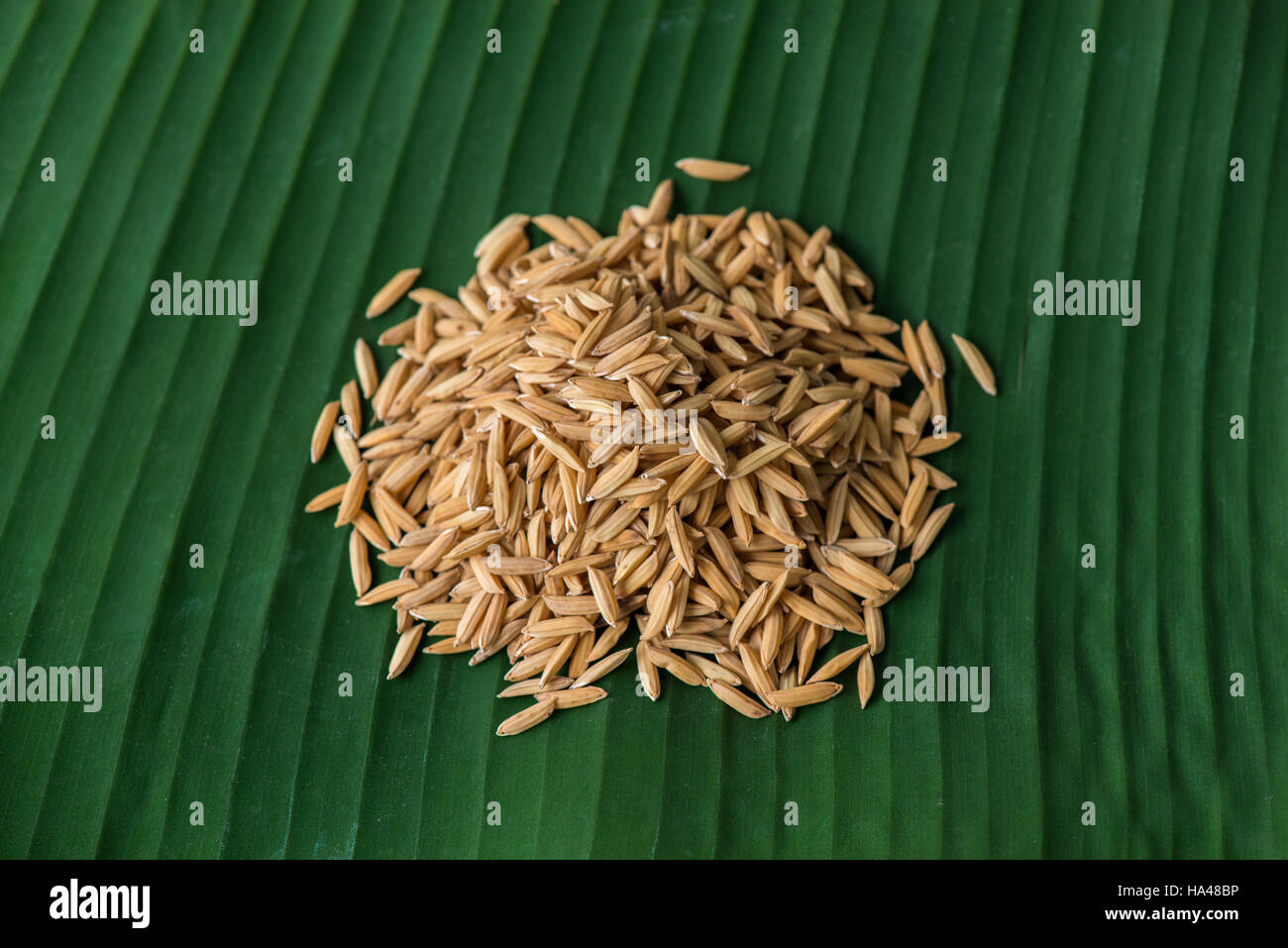 Haufen von Paddy Samen auf Bananenblatt Stockfoto