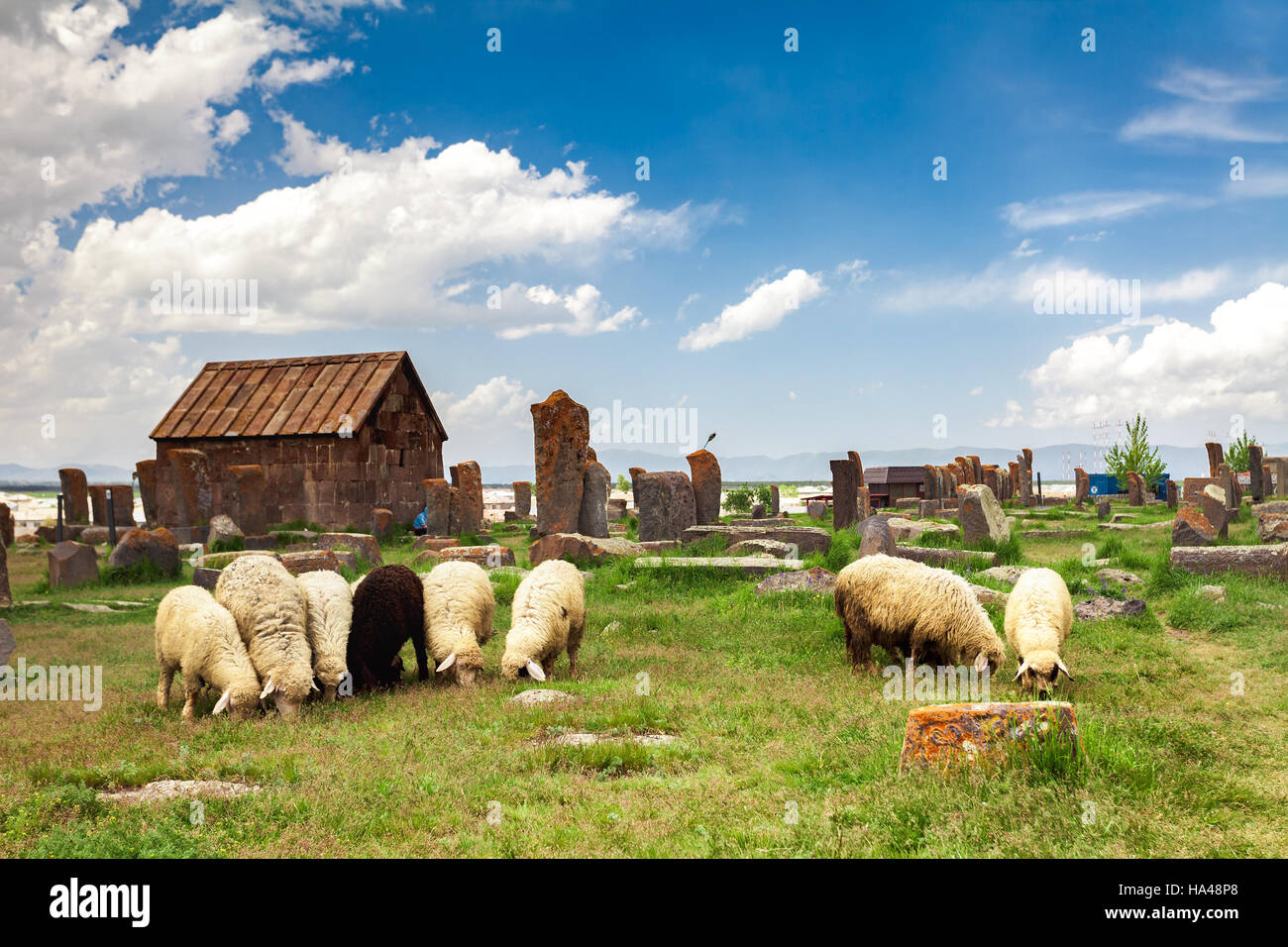 Schafe grasen auf Noratus Stockfoto