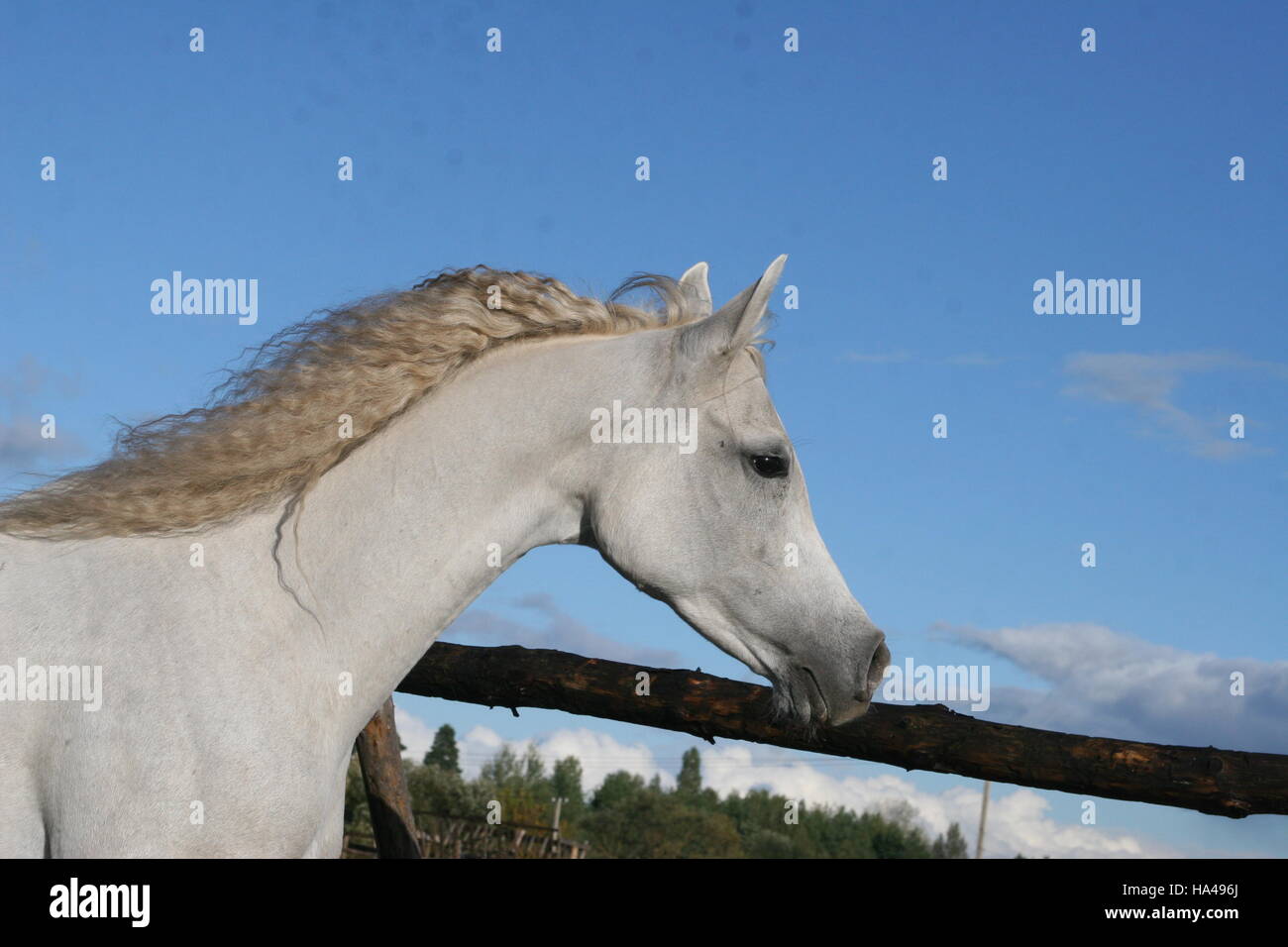 Arabisches Pferd, Leiter der weißen arabischen Pferd mit einer fliegenden Mähne Stockfoto