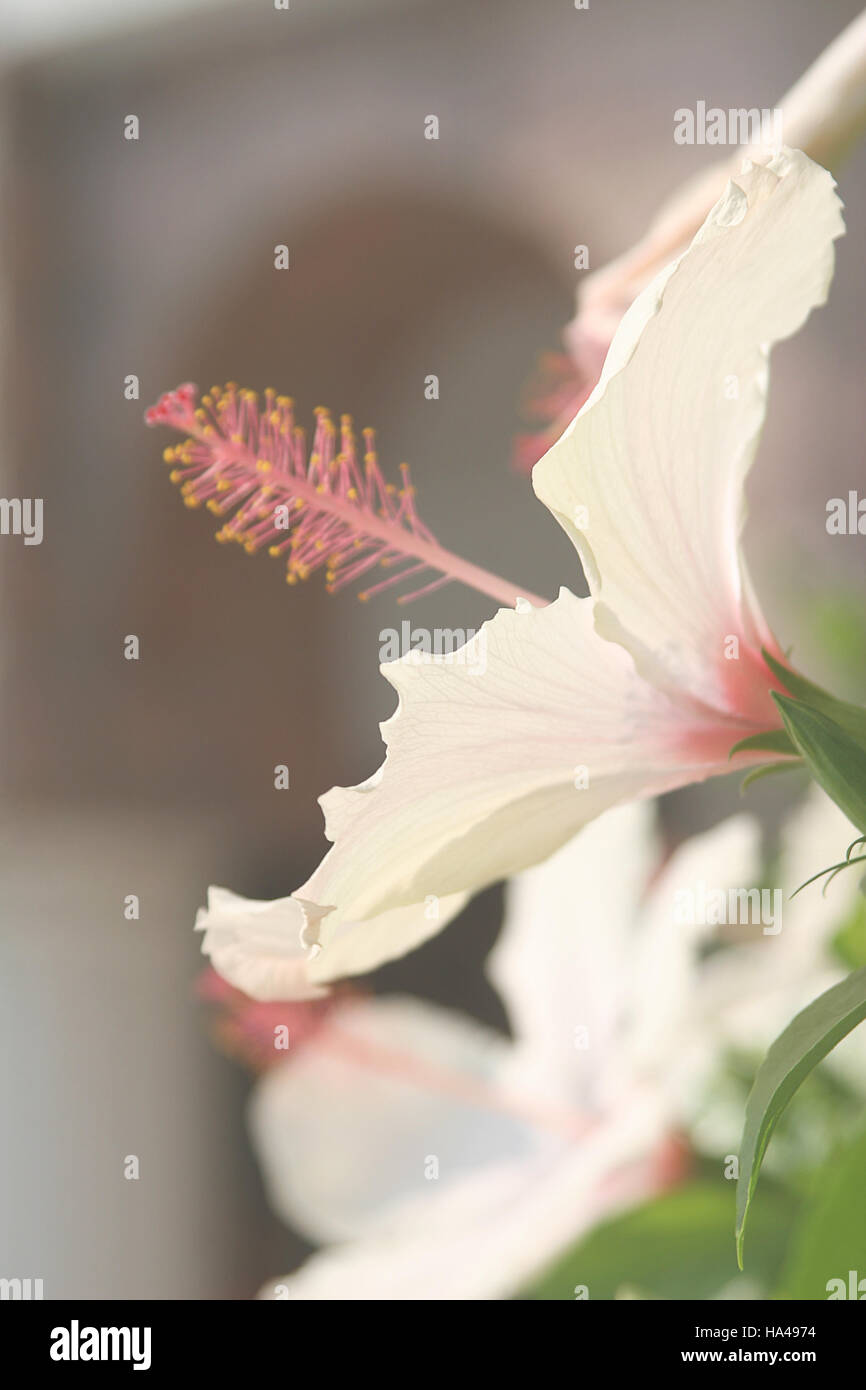 blass rosa Blume, schöne zarte Blume, Hibiskus Stockfoto