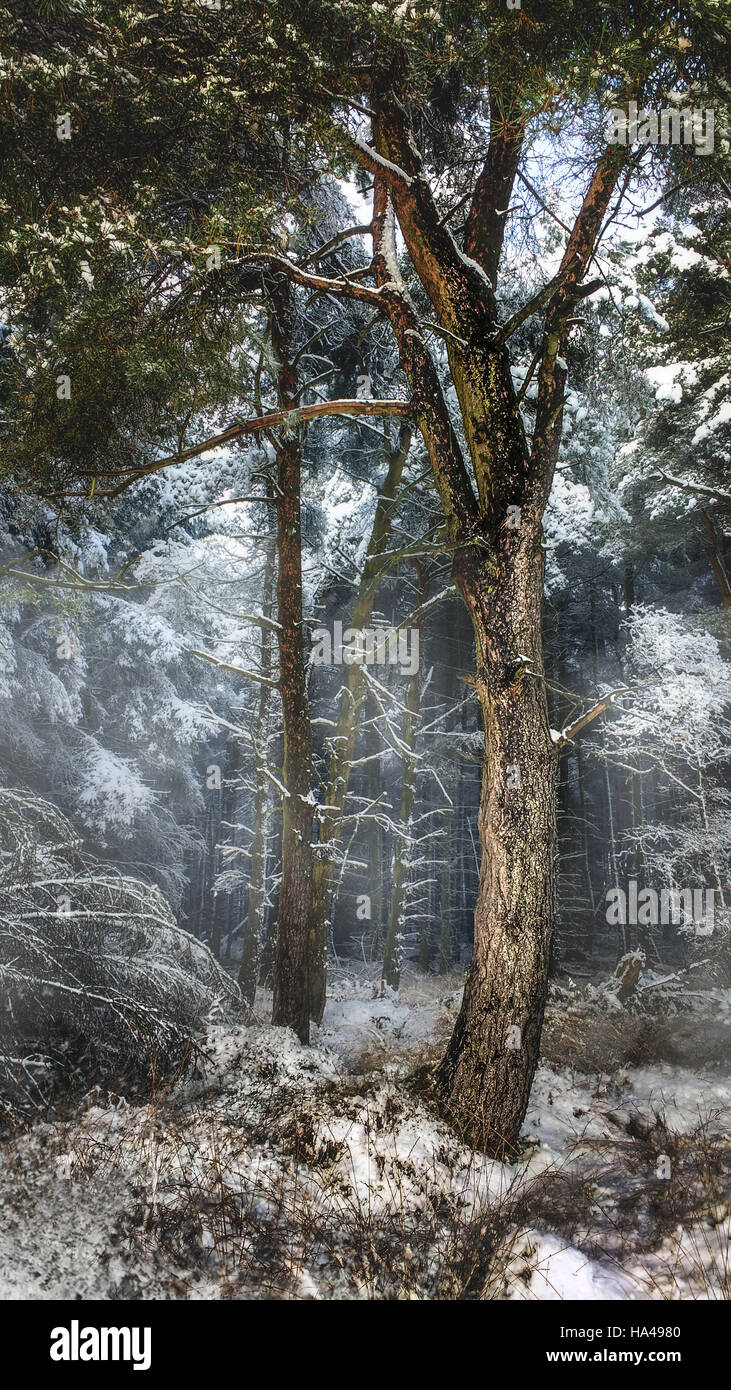 Herrliche Winterlandschaft im Wald Stockfoto