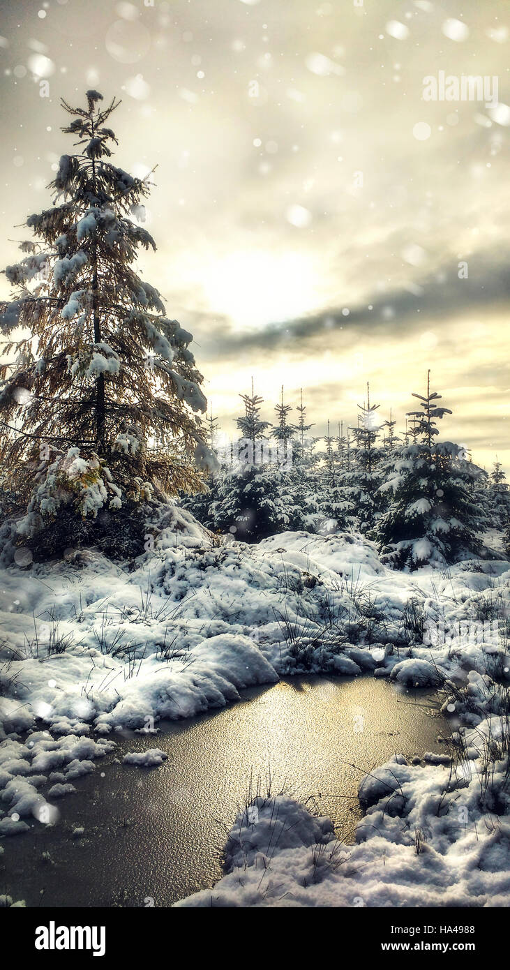 herrliche Winterlandschaft mit einer Pinie und gefrorene Pfütze Stockfoto