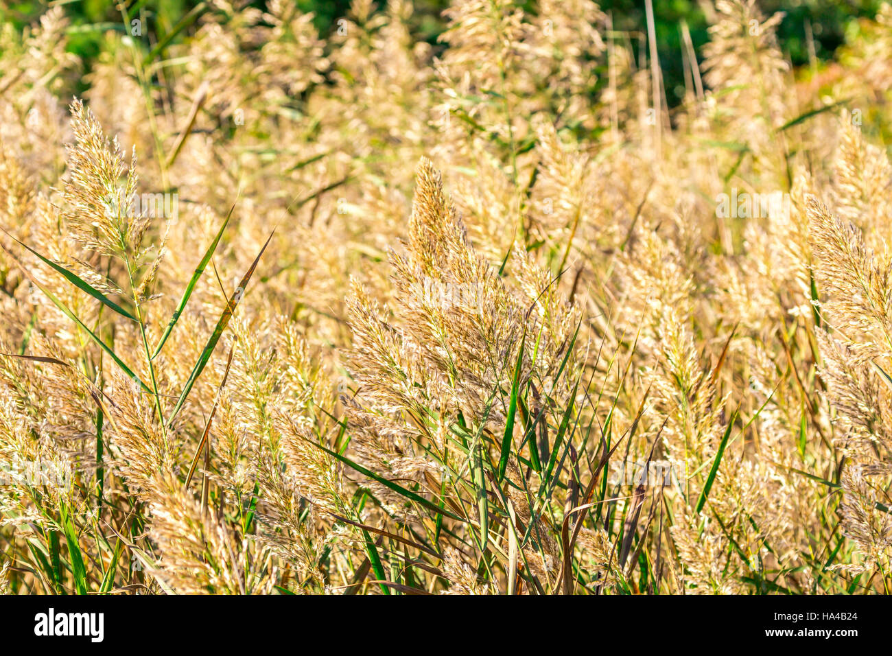 Detail der hohe goldene Gräser Stockfoto