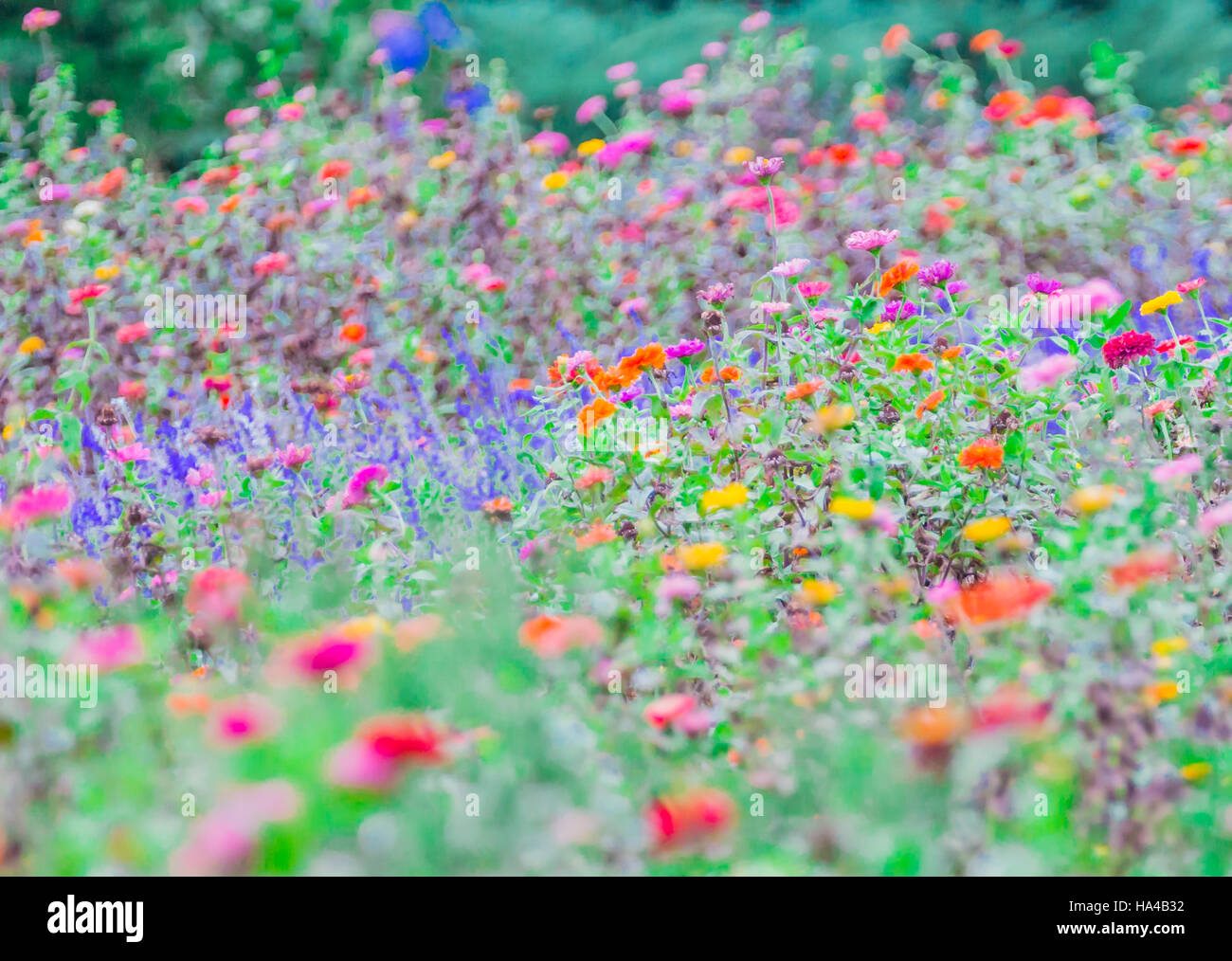 wilde Blumen schaffen ein Farbenmeer Stockfoto