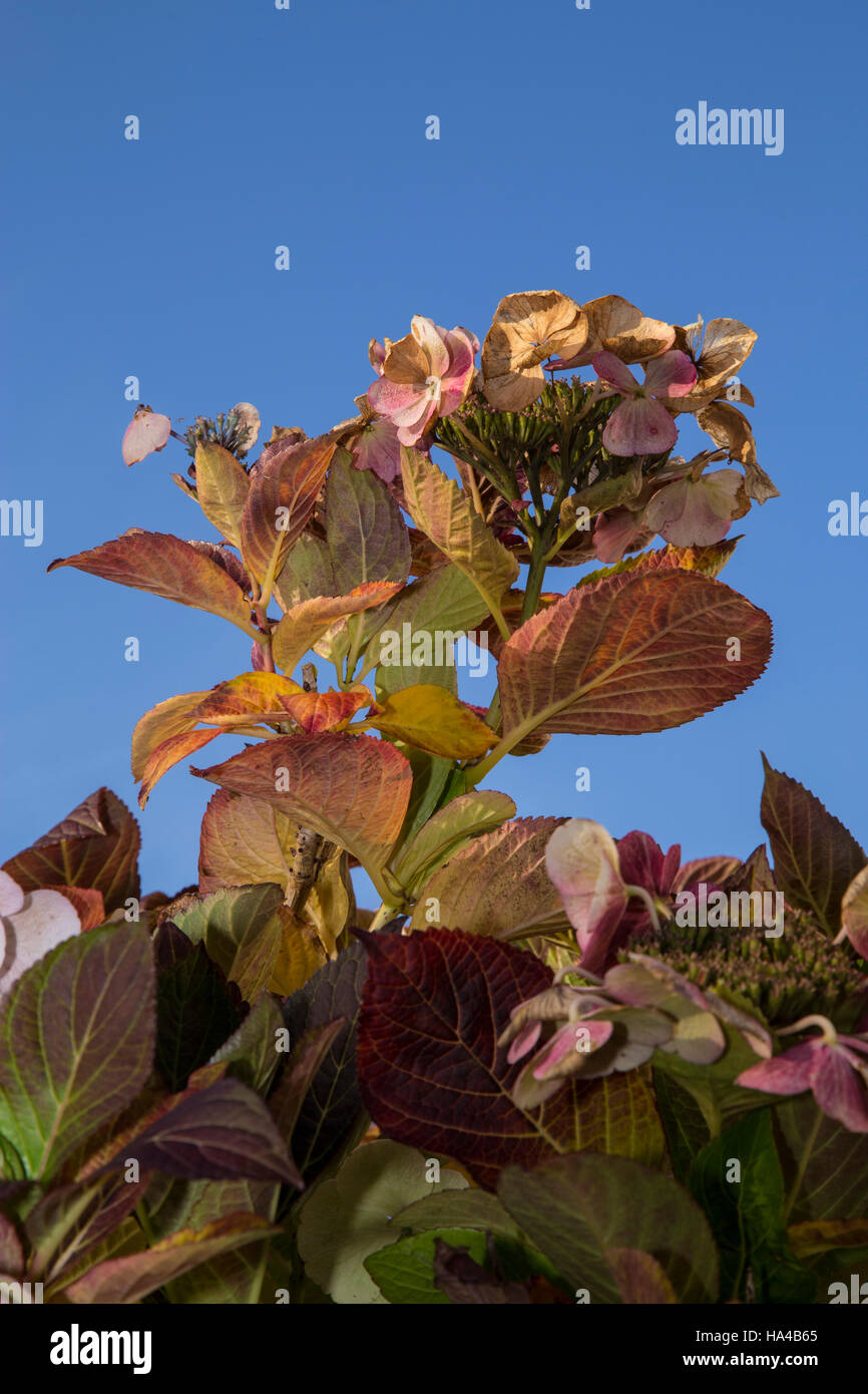 Eine Hortensie in einem Topf gewachsen bietet einen Farbtupfer im Herbst die Blätter und Blüten Köpfe auf einer Vielzahl von Farbtönen zu nehmen Stockfoto