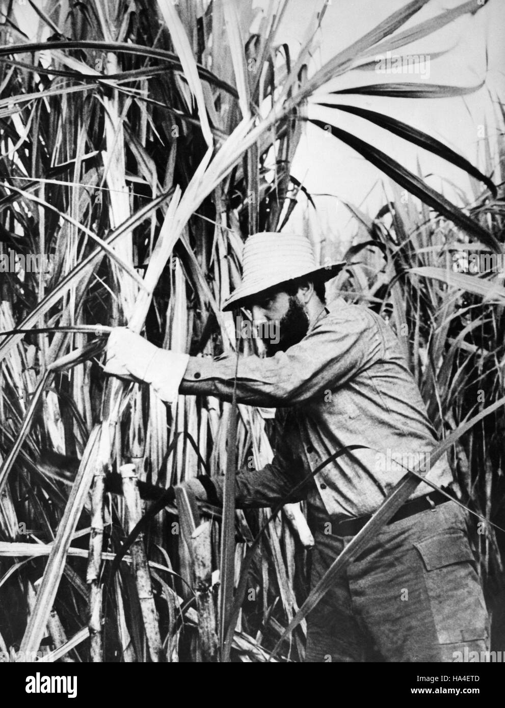 29. April 1965 - Havanna, Kuba - kubanische Revolutionsführer, die sein Land von 1959 bis zu seiner Pensionierung im Jahr 2008 führte verwandelt FIDEL CASTRO Kuba der erste kommunistische Staat in der westlichen Hemisphäre. Präsident Castro überdauerte nicht weniger als neun US-Präsidenten, da er die Macht im Jahr 1959 übernahm. Bild: FIDEL CASTRO schneiden Zuckerrohr. (Kredit-Bild: © Keystone Presseagentur/Keystone USA über ZUMAPRESS.com) Stockfoto