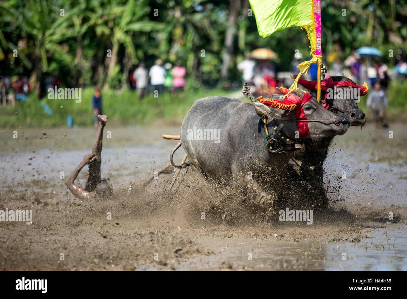 Bali, Indonesien. 27. November 2016. Ein Teilnehmer spornt die Büffel während "Makepung Lampit" oder Bull Rennen mit Wasserbüffel im Kaliakah Dorf in Jembrana, Bali Indonesien am 27. November 2016. Makepung Lampit ist seit den 1920er Jahren eine Tradition in Jembrana. Es ist eine routinemäßige Unterhaltung vor dem Pflanzen den Reis. Jetzt ist die Veranstaltung für Touristen angezogen auf der beliebten Ferieninsel Ziel statt. Bildnachweis: Agung Parameswara/Alamy Live-Nachrichten Stockfoto