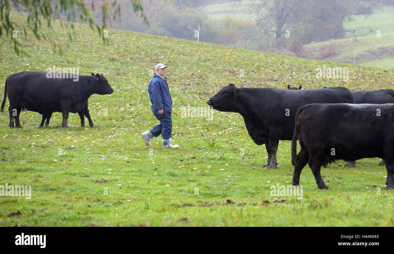 Jungingen, Deutschland. 25. Oktober 2016. Philipp Wenz wandelt unter das Vieh in Jungingen, Deutschland, 25. Oktober 2016. © Dpa/Alamy Live-Nachrichten Stockfoto