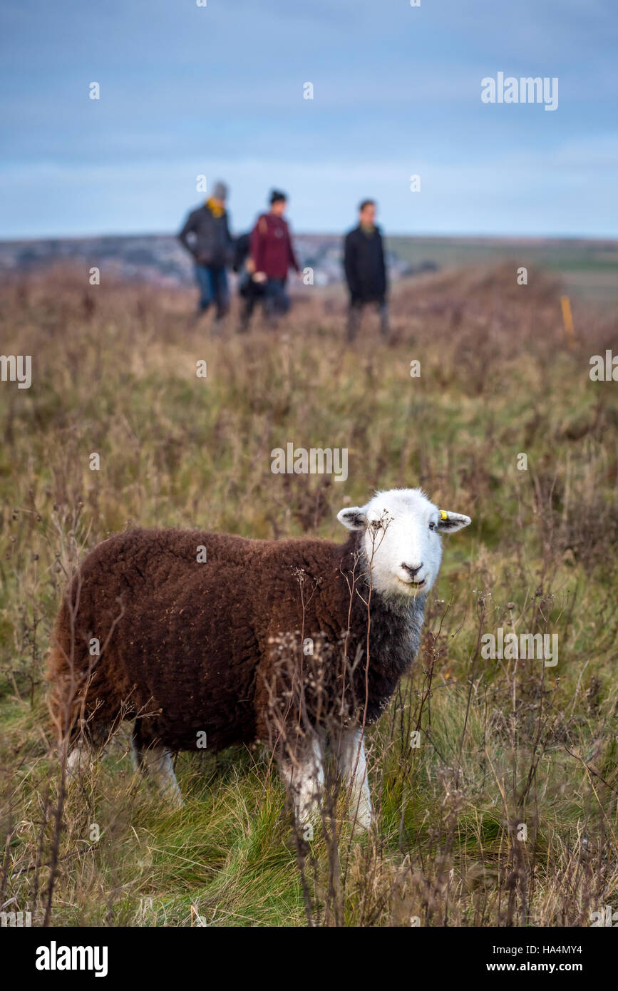 Rottingdean, East Sussex, UK. 27. November 2016. Ein Schaf und Wanderer auf Weltumrundung in East Sussex. Bildnachweis: Andrew Hasson/Alamy Live-Nachrichten Stockfoto