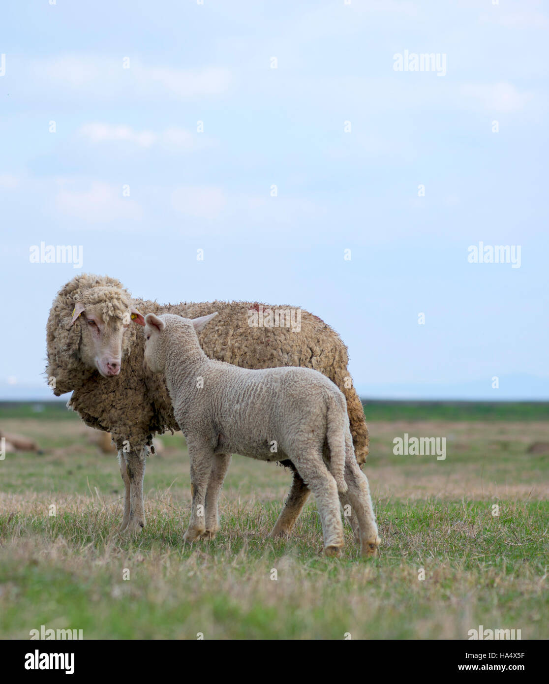 einzelne entzückende Baby Lamm mit seine stolze Mutter Stockfoto