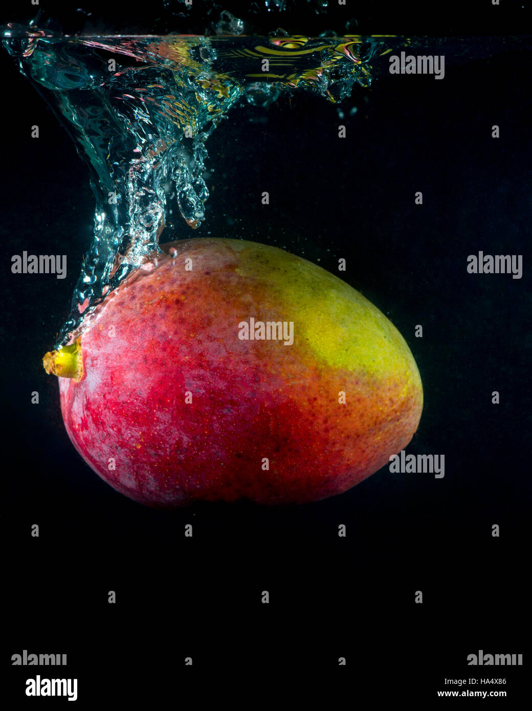 Mango, planschen im Wasser auf schwarzem Hintergrund Stockfoto