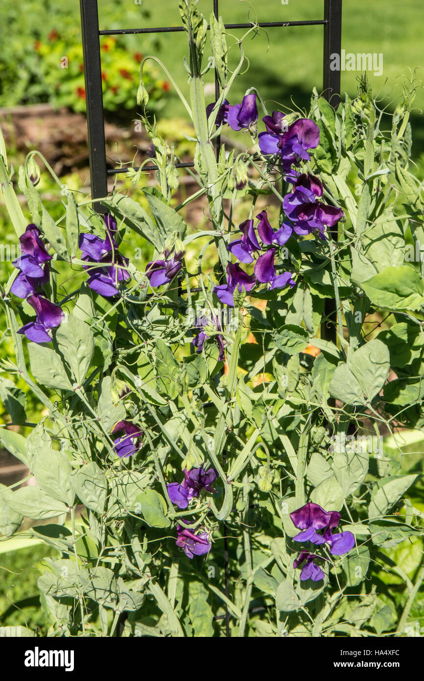 Blauen Reflexionen Zuckererbsen wächst in ein Gemüse Garten in Maple Valley, Washington, USA.  Sie sind eine hervorragende Mischung aus duftenden Reflexion Zuckererbsen Stockfoto