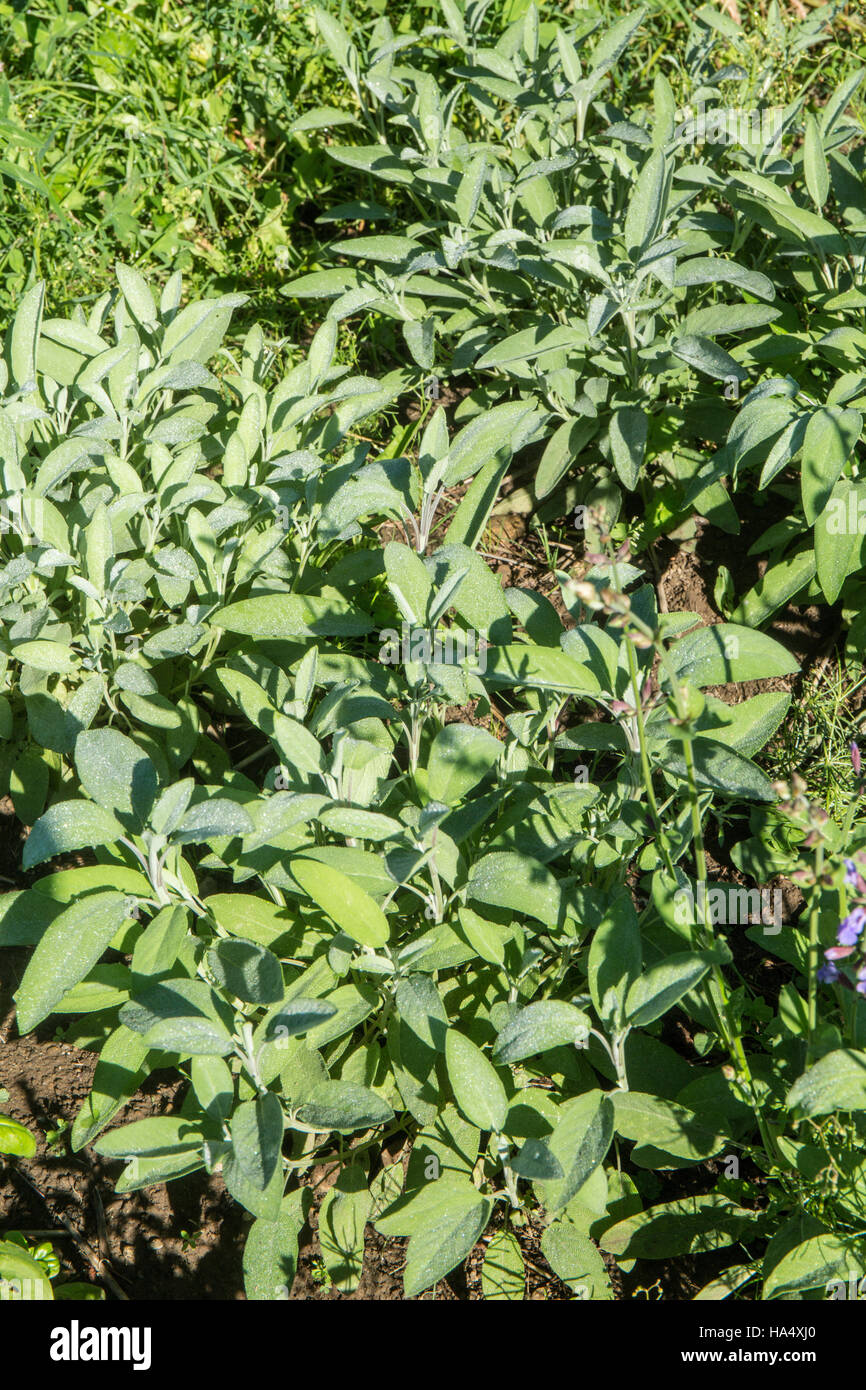 Berggarten Salbei Pflanzen wachsen in Maple Valley, Washington, USA. Stockfoto