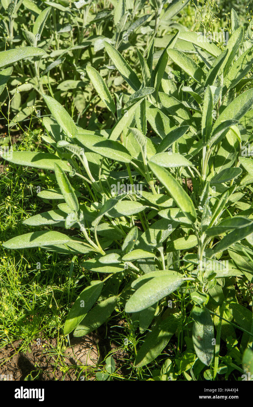 Berggarten Salbei Pflanzen wachsen in Maple Valley, Washington, USA.  p Stockfoto