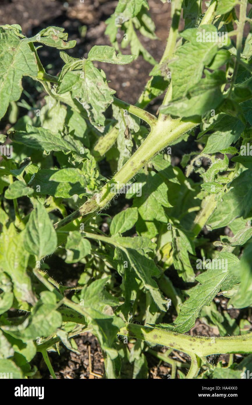 Tomatenpflanzen zeigt frühe Trockenfäule in Maple Valley, Washington, USA. Stockfoto