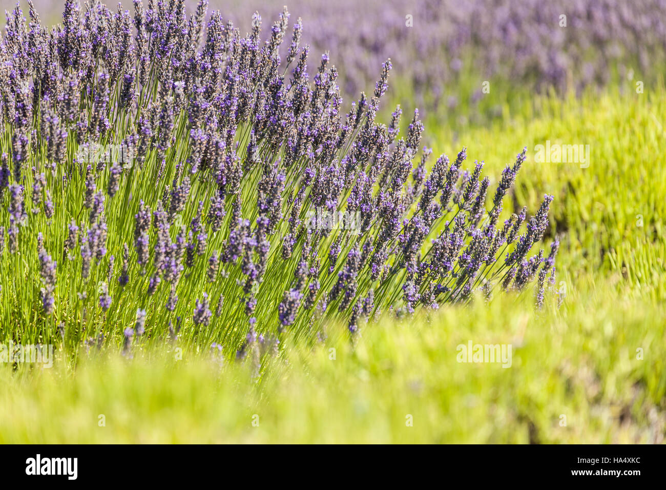 Pelindaba Lavender Farm auf San Juan Island, Washington, USA Stockfoto