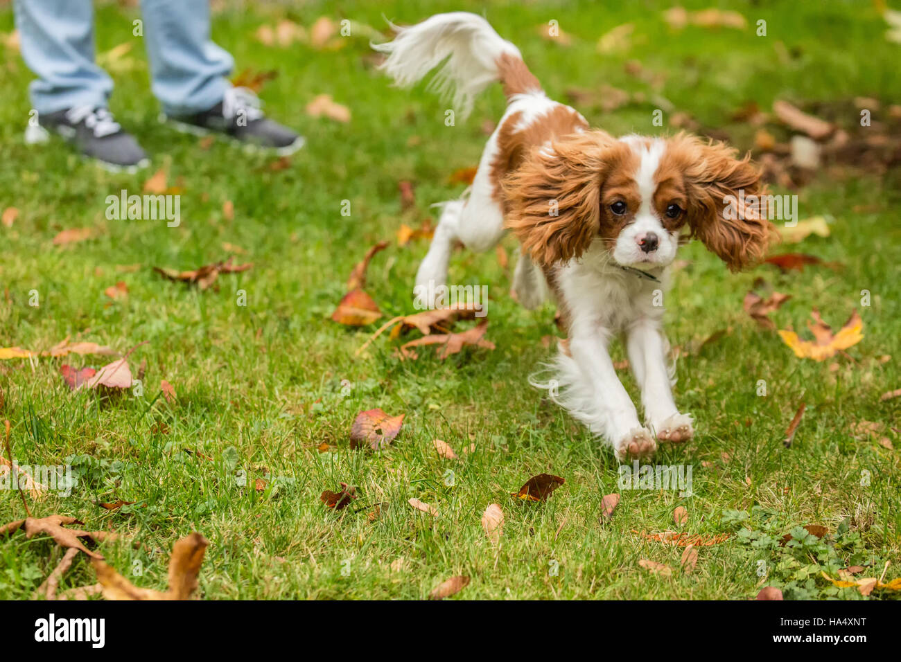 Sechs Monate alten Cavalier King Charles Spaniel Welpe jagt eine Spielzeug außerhalb ausgelöst wird, von seinem Besitzer auf ein Herbsttag in Issaquah, Washington, USA Stockfoto