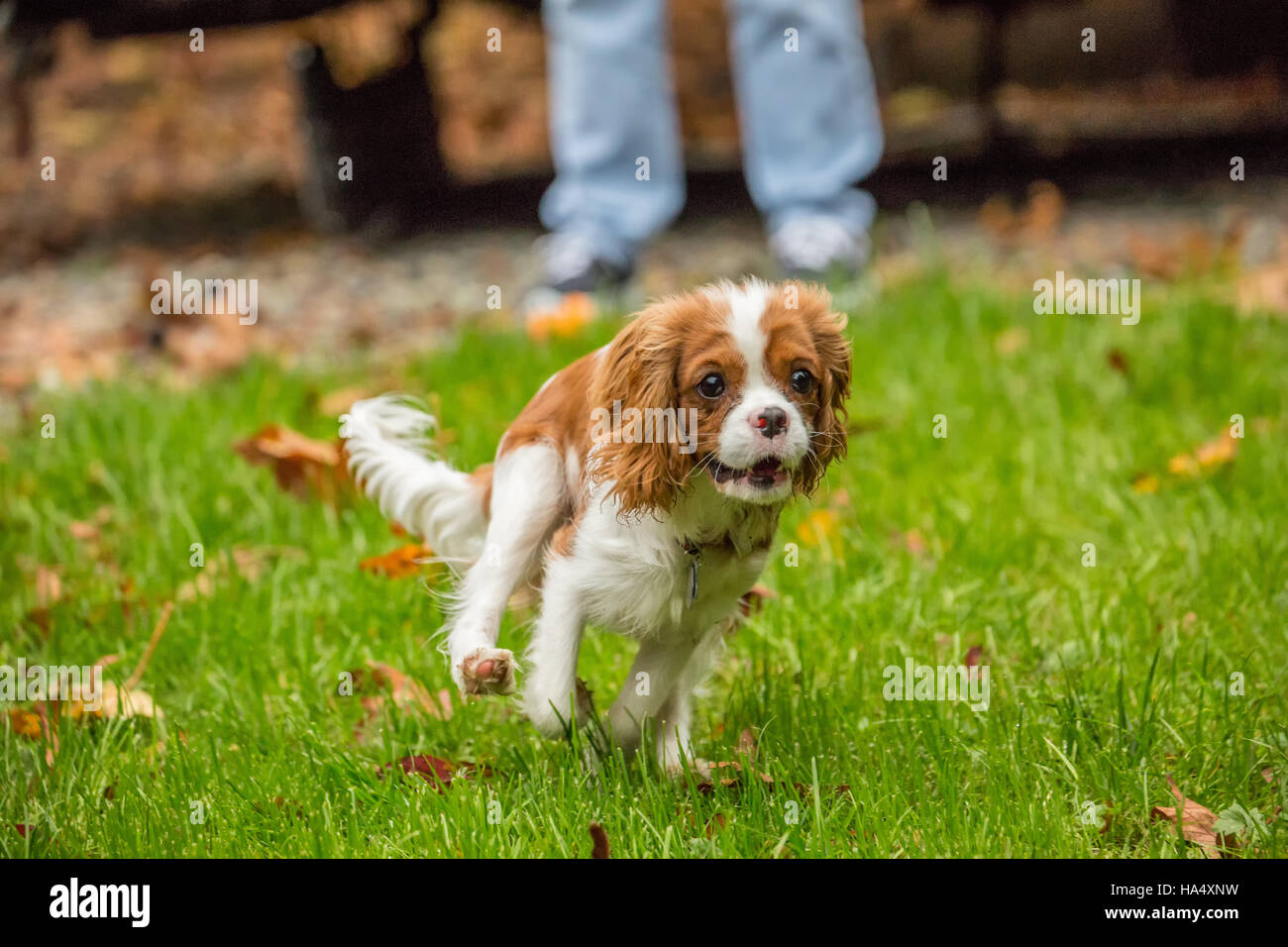 Sechs Monate alten Cavalier King Charles Spaniel Welpe jagt eine Spielzeug außerhalb ausgelöst wird, von seinem Besitzer auf ein Herbsttag in Issaquah, Washington, USA Stockfoto