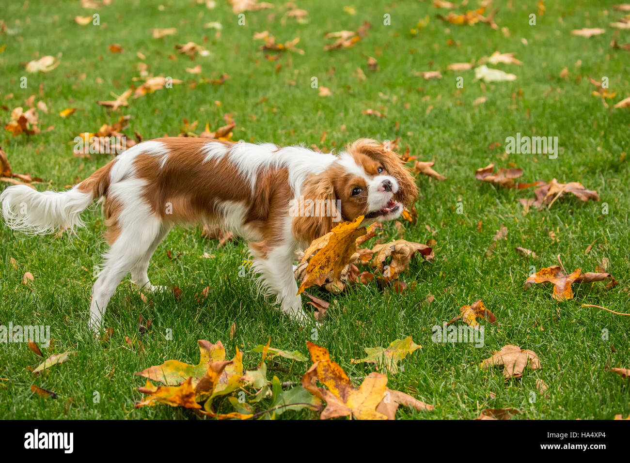 Sechs Monate alten Cavalier King Charles Spaniel Welpen spielerisch Essen ein Blatt außerhalb an einem Herbsttag in Issaquah, Washington, USA Stockfoto