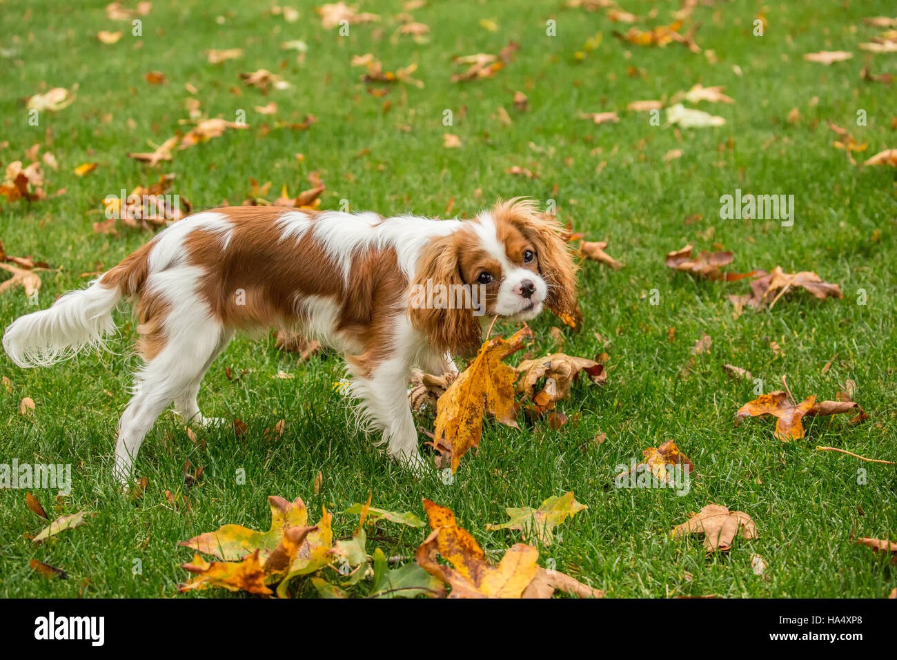 Sechs Monate alten Cavalier King Charles Spaniel Welpen spielerisch Essen ein Blatt außerhalb an einem Herbsttag in Issaquah, Washington, USA Stockfoto