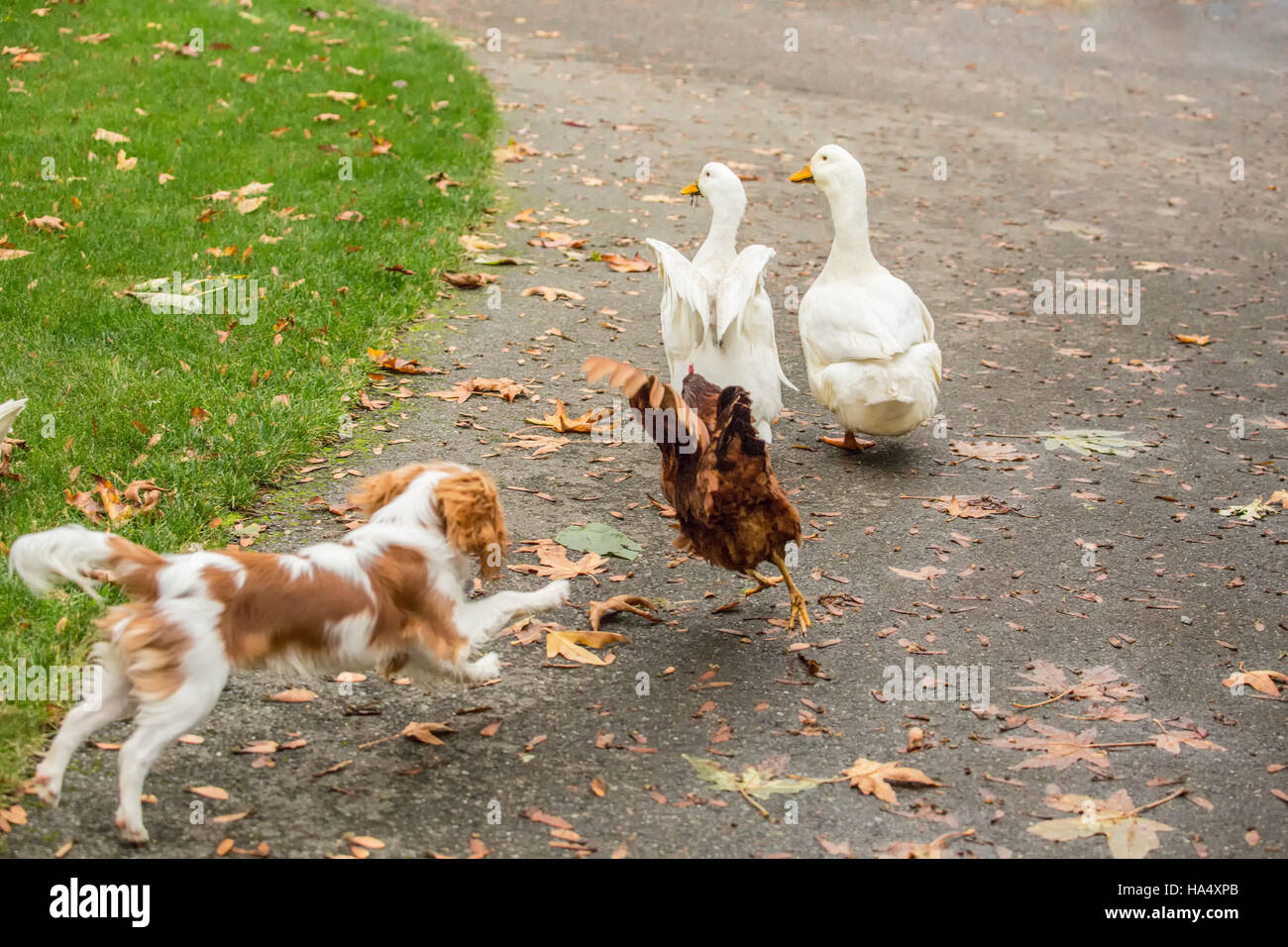 Sechs Monate alten Cavalier King Charles Spaniel Welpen jagen freilebenden Peking Enten und ein Rhode Island Red Huhn an einem Herbsttag Stockfoto