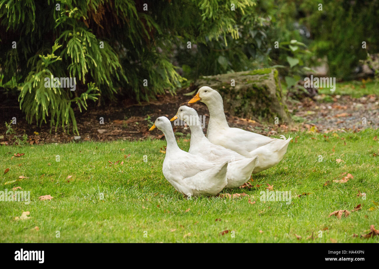 Drei freilebenden Pekin Hausenten durch den Hof schlendern und Essen, wie sie, in Issaquah, Washington, USA gehen Stockfoto