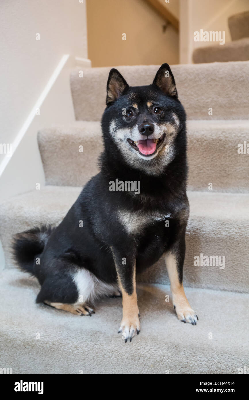 Drei Jahre alte Shiba Inu Hund, Kimi, sitzt auf einem Treppenhaus in Issaquah, Washington, USA. Stockfoto