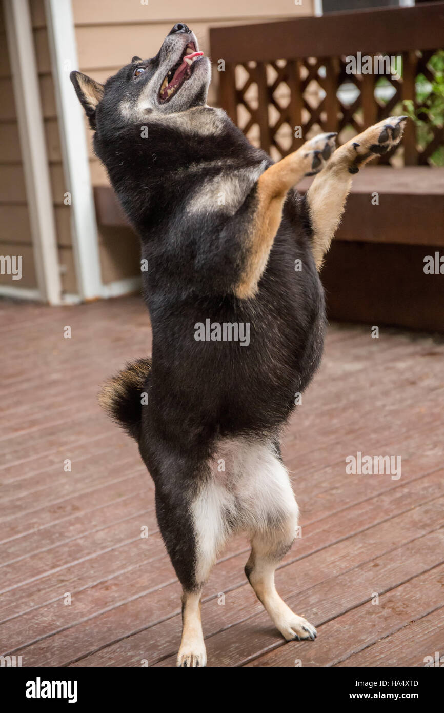 Drei Jahre alte Shiba Inu Hund, Kimi, balancieren auf Hinterbeinen auf einem Holzdeck in Issaquah, Washington, USA. Stockfoto