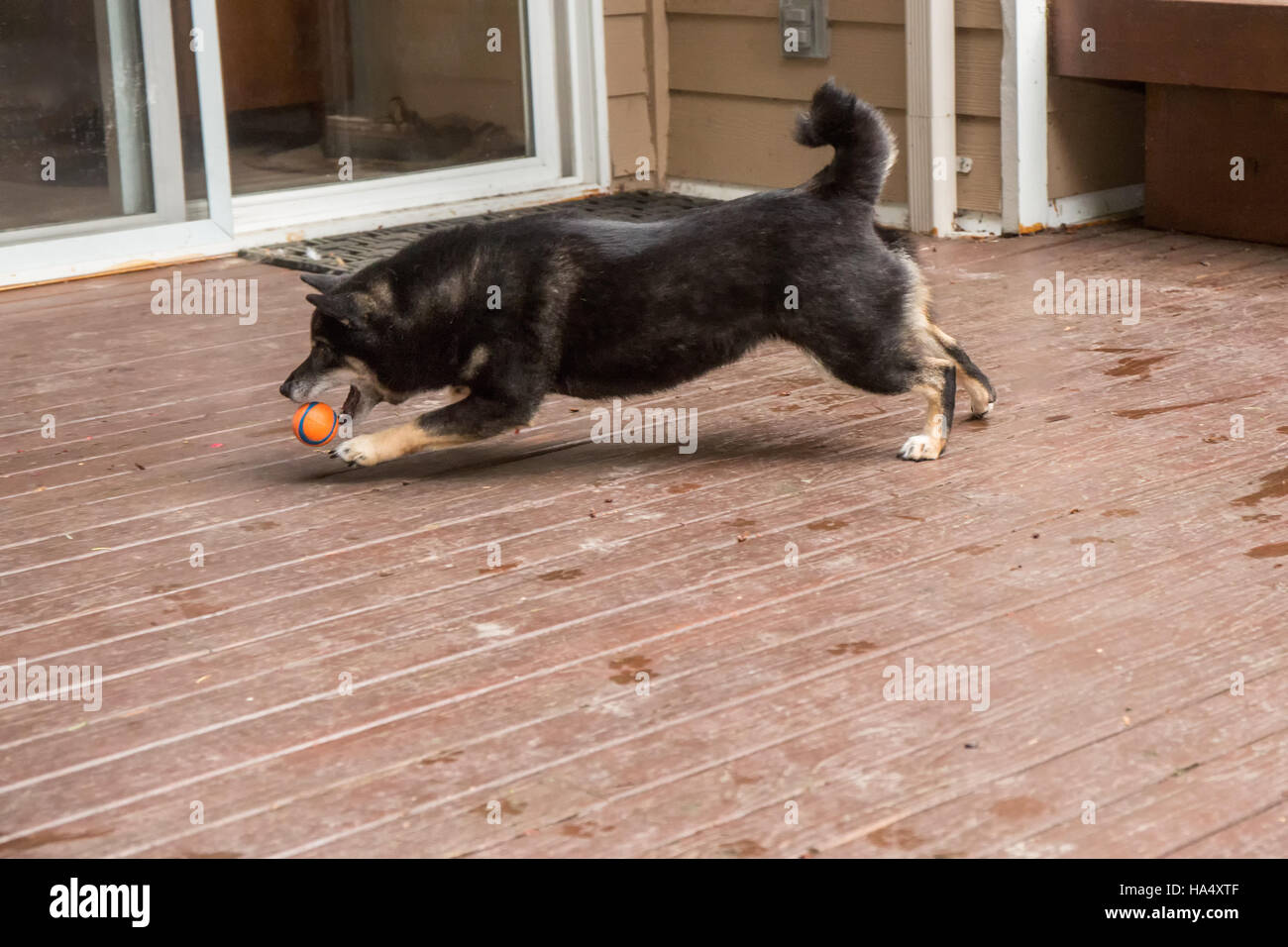 Drei Jahre alte Shiba Inu Hund, Kimi, spielen mit einem Gummiball auf einem Holzdeck in Issaquah, Washington, USA. Stockfoto