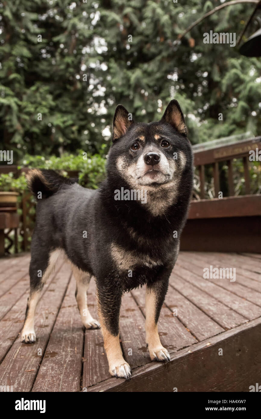 Porträt der drei Jahre alte Shiba Inu Hund, Kimi, posiert auf einem Holzdeck in Issaquah, Washington, USA. Stockfoto