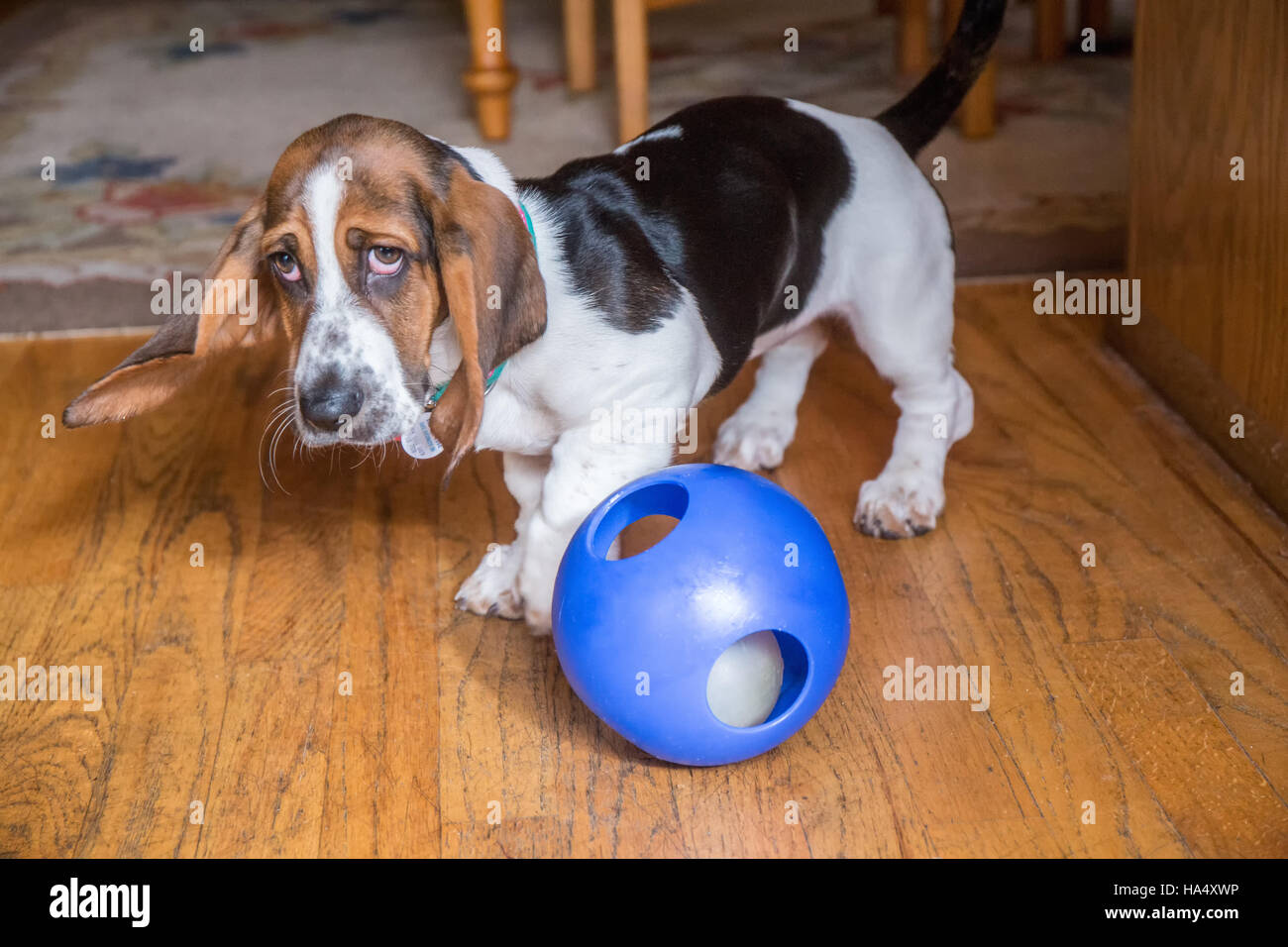 Drei Monate alte Basset-Welpe "Emma Mae" mit einem blauen Ball auf einem Parkettboden im Maple Valley, Washington, USA Stockfoto