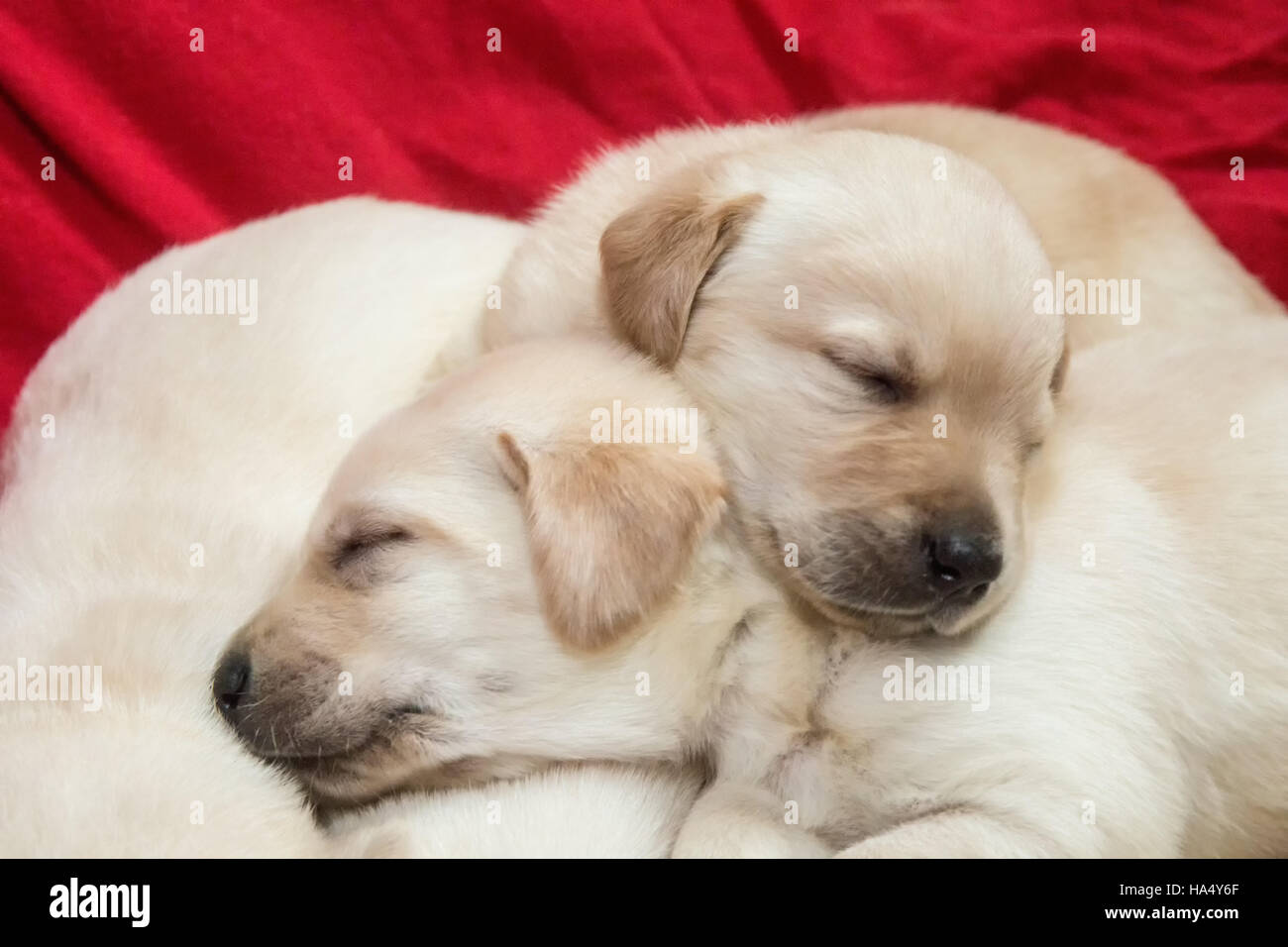 Einen Monat alt gelbe Labrador Welpen in Issaquah, Washington, USA Stockfoto