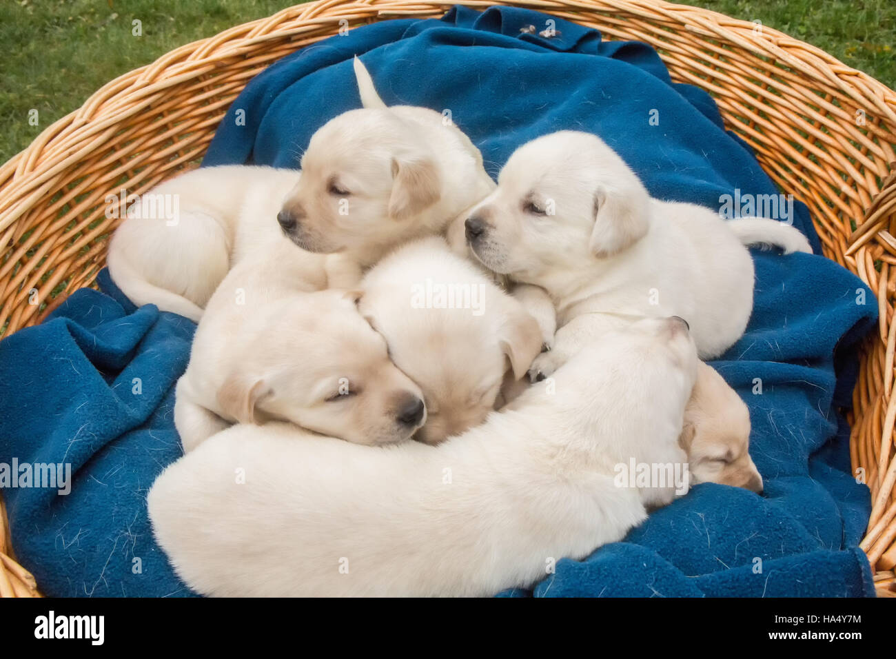 Amerikanischer Gelber Labrador Stockfotos Und Bilder Kaufen Alamy