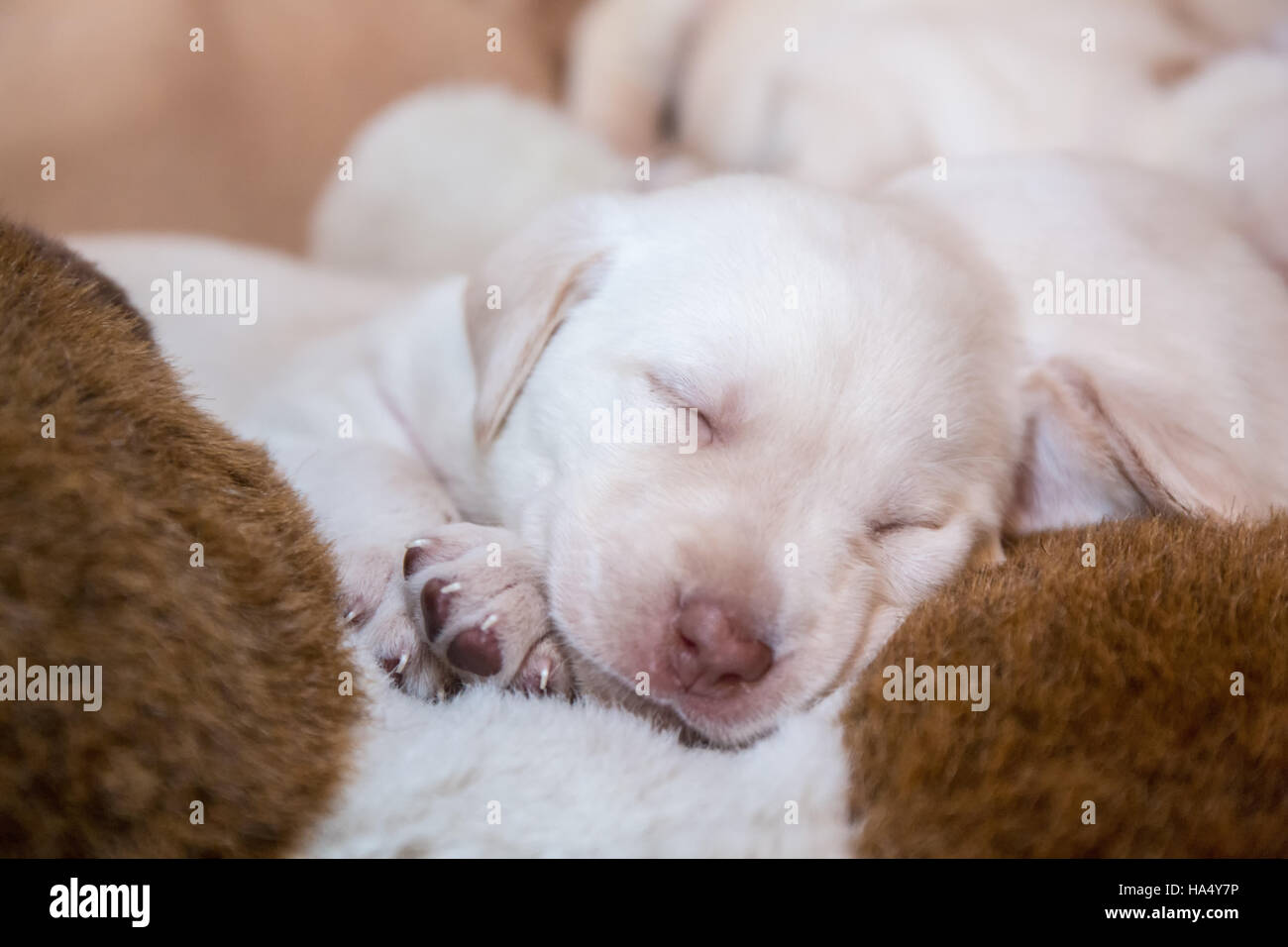 Einen Monat alt gelbe Labrador Welpen in Issaquah, Washington, USA Stockfoto