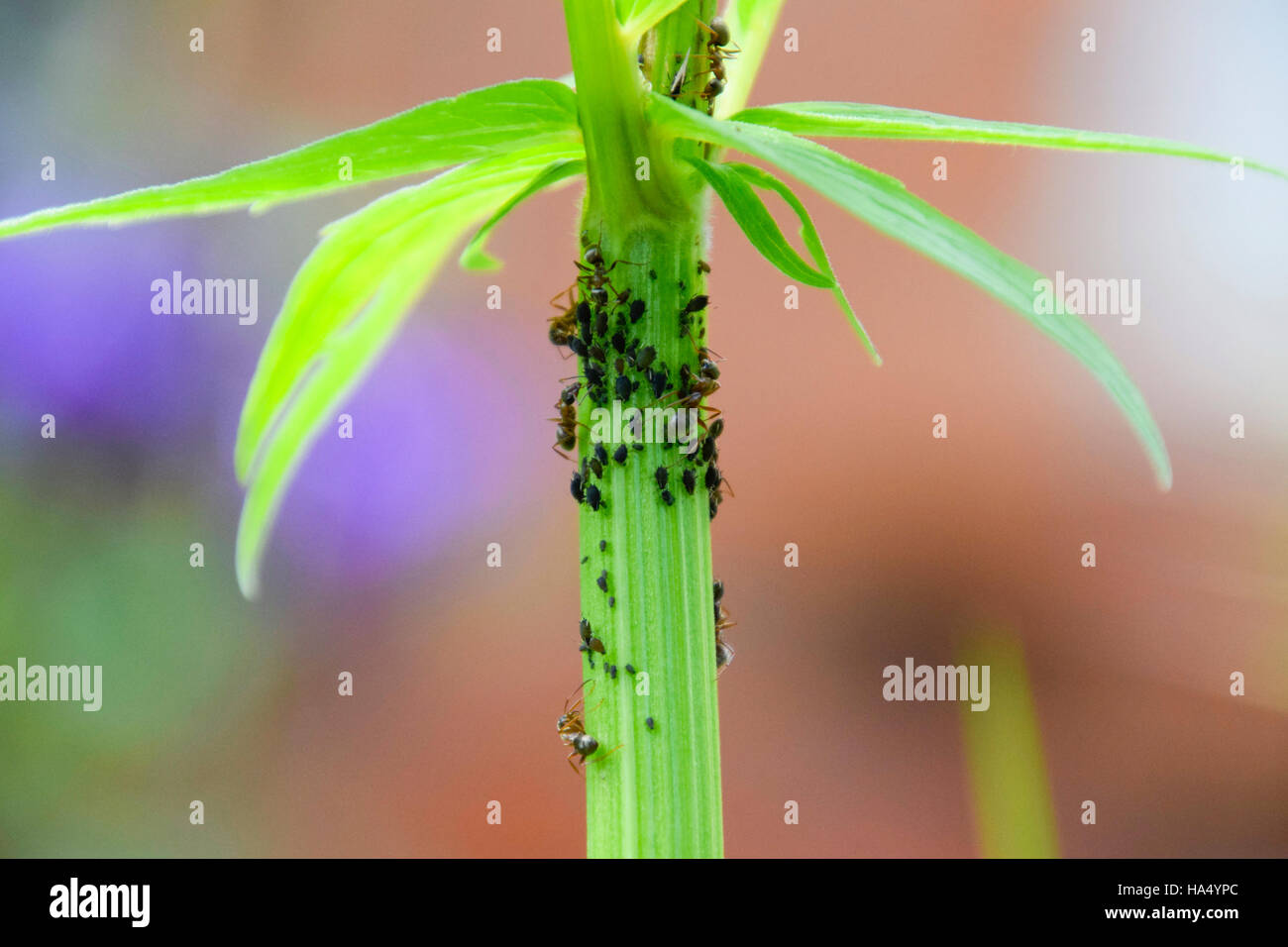 Die Ameisen Herde Blattläuse auf einem Pflanzenstängel. Stockfoto