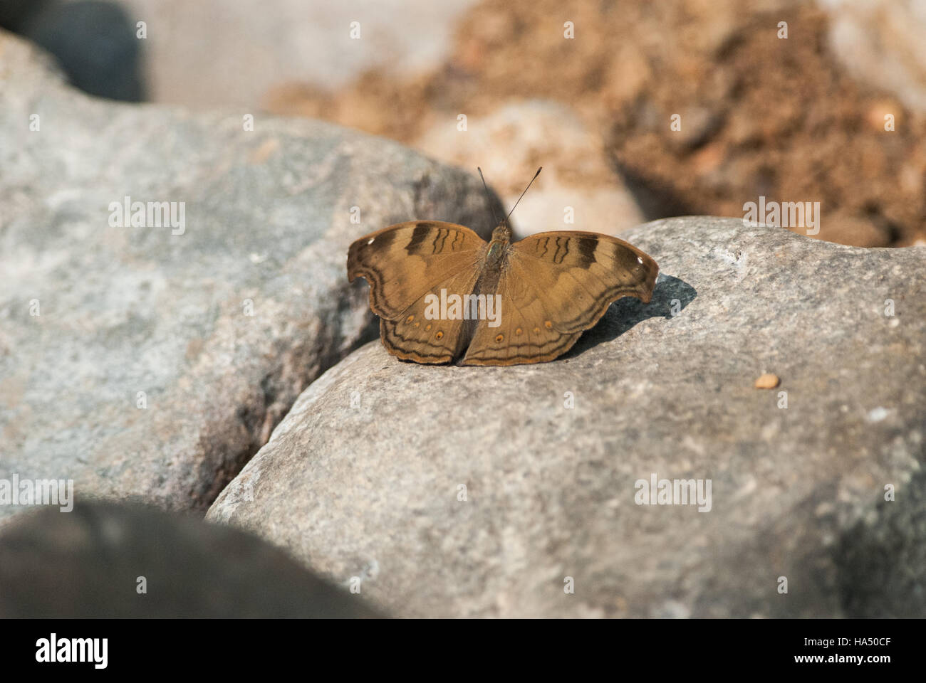 Schmetterling mit Flügeln zu öffnen, auf einem Felsen Stockfoto