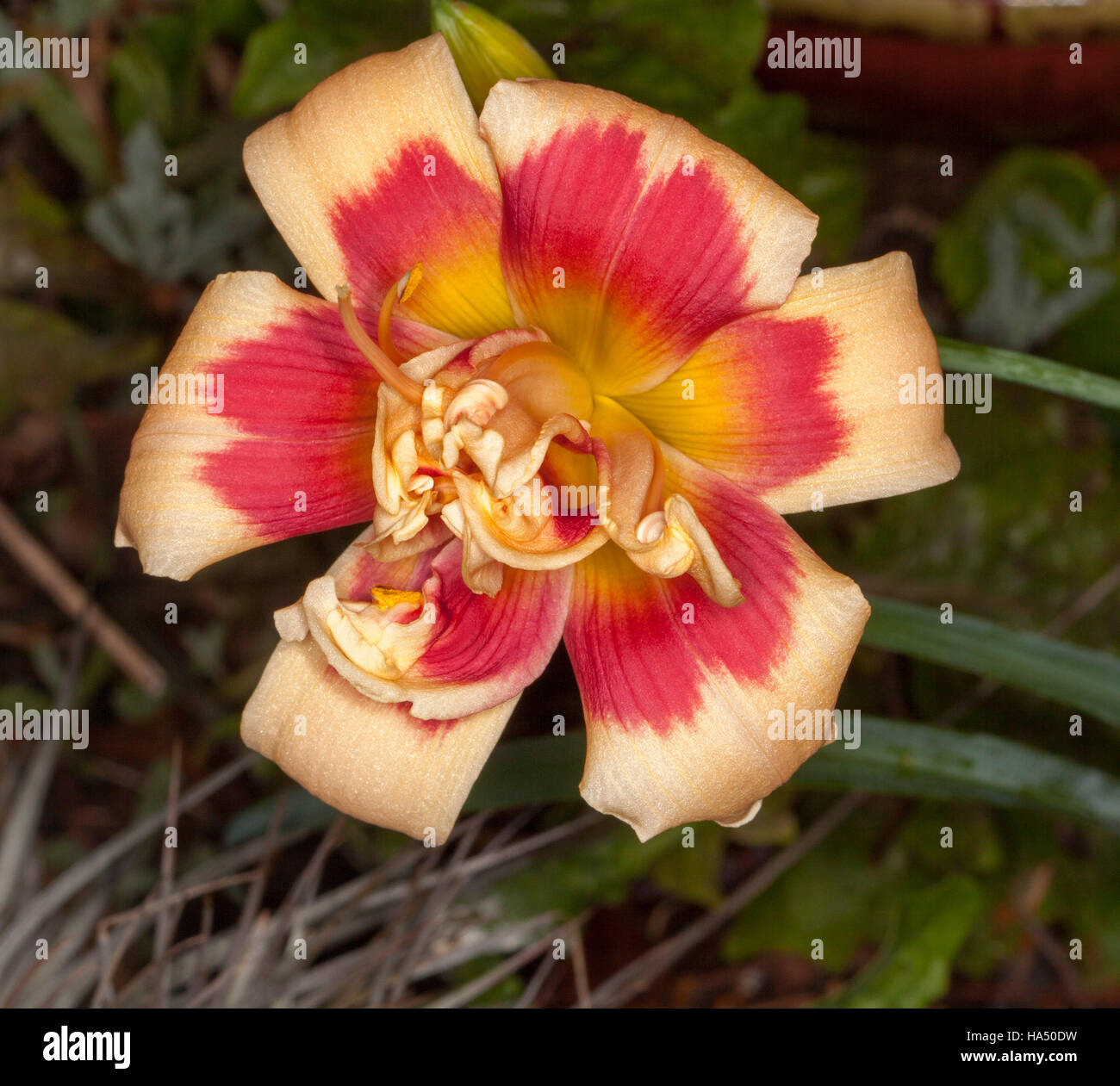 Ungewöhnliche & atemberaubende halbgefüllte Blüte von Taglilien 42nd Street mit gelber Mitte, lebendiges Rot & Aprikose gebogenen Blütenblätter gesäumt Stockfoto