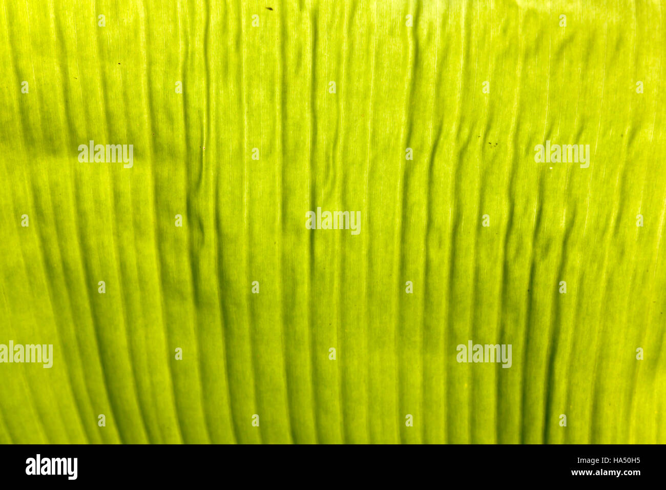 Bananenblätter Textur Hintergrund Gegenlicht frische grüne Blätter. Bananenblätter mit einem Licht, das hinter. Stockfoto