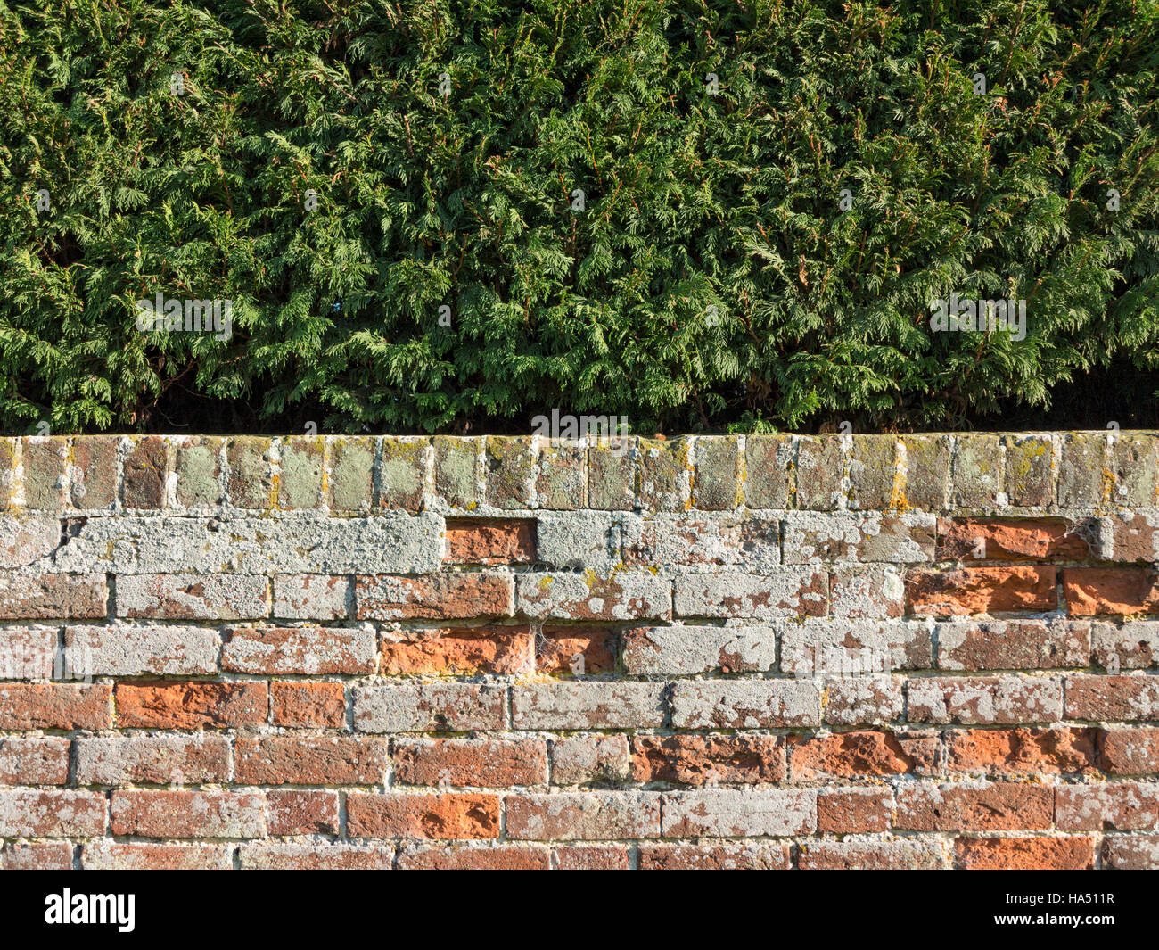 Nahaufnahme der verfallenden stark verwitterten roten Backsteinmauer mit einer Tanne Baum Hecke hinter Stockfoto