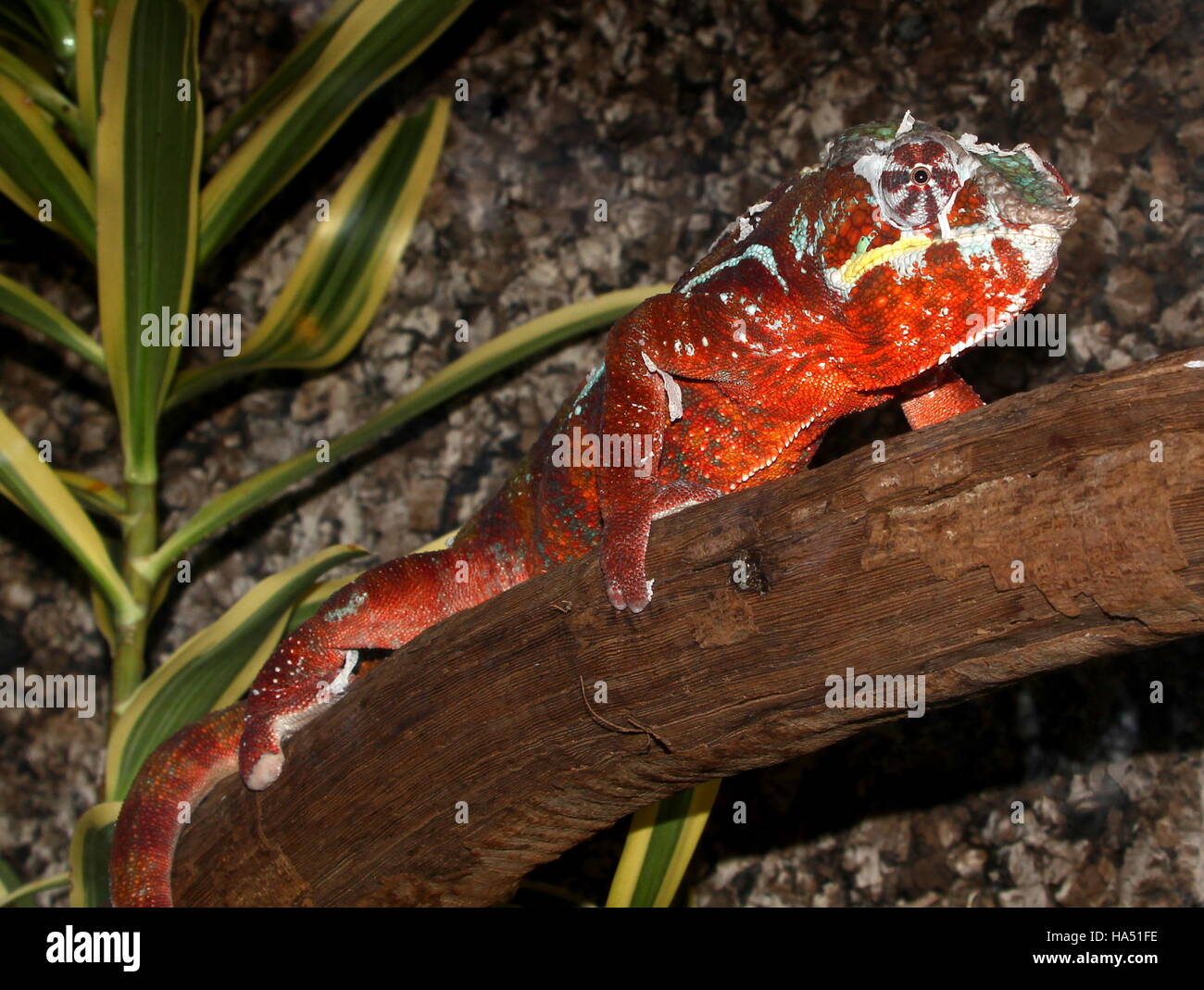 Madagaskar Pantherchamäleon (Furcifer Pardalis) Stockfoto