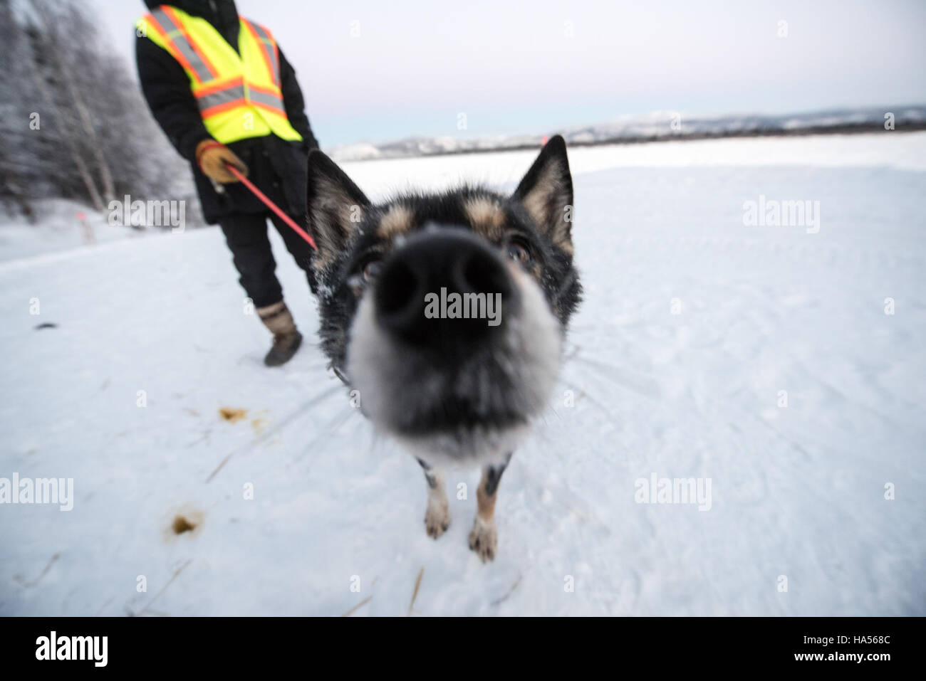 Das Yukon Quest 2016, ein extremes Winterschlittenrennen, fand im anspruchsvollen Gelände des Yukon-Charley Rivers National Preserve statt, wobei Slaven's Roadhouse als wichtiger Halt auf der Strecke diente. Stockfoto
