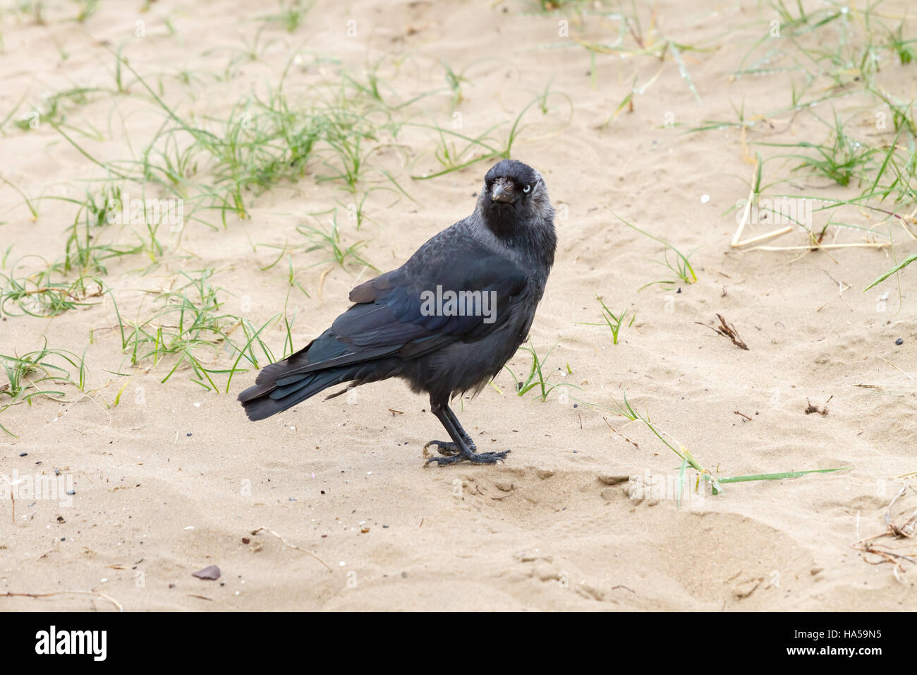 Schwarzen Dohle (Corvus Monedula) um peering Stockfoto