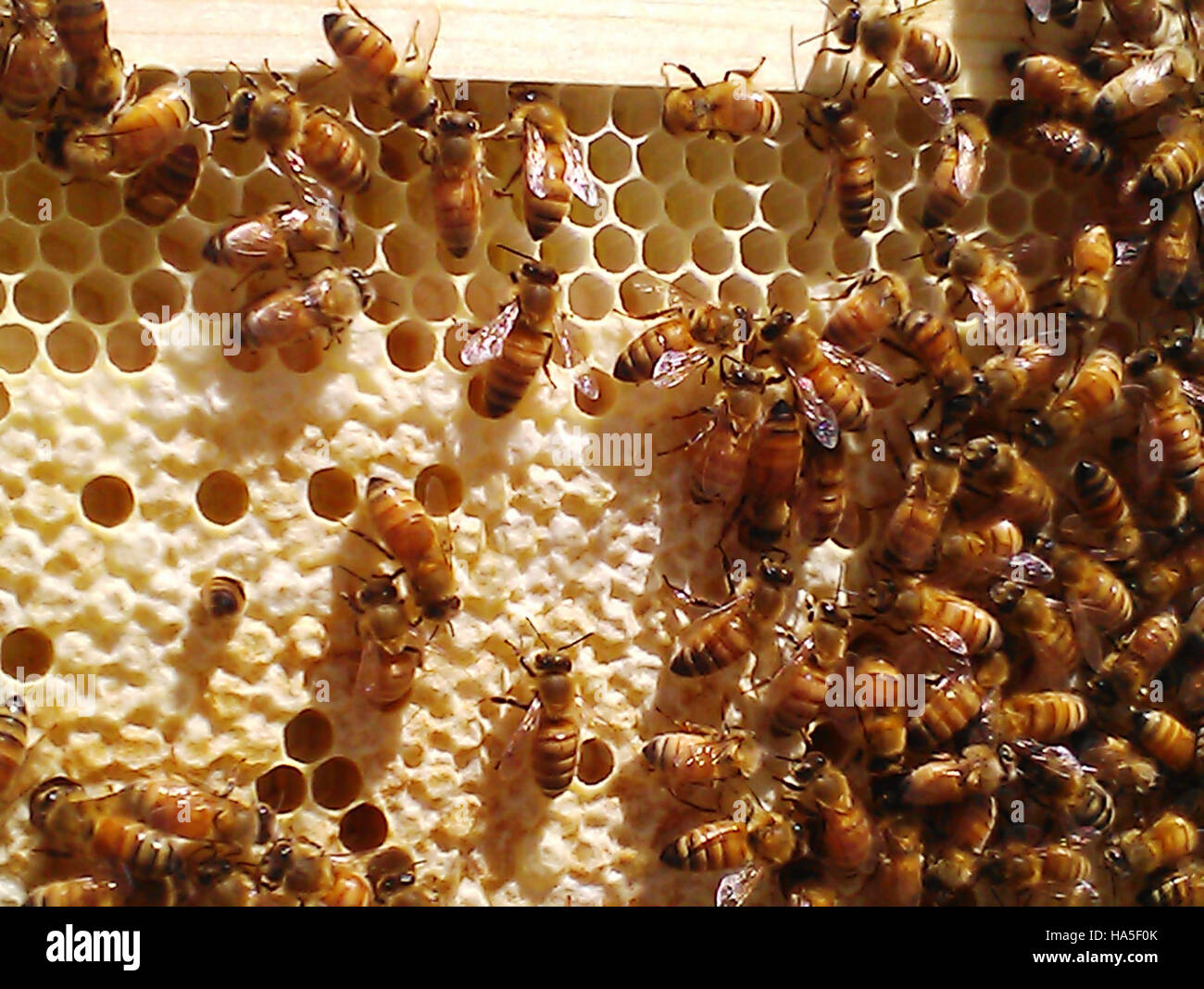 Das Energieministerium konzentriert sich auf Strategien und Initiativen in den Bereichen Energieeffizienz, erneuerbare Energien und ökologische Nachhaltigkeit auf Bundesebene. Stockfoto